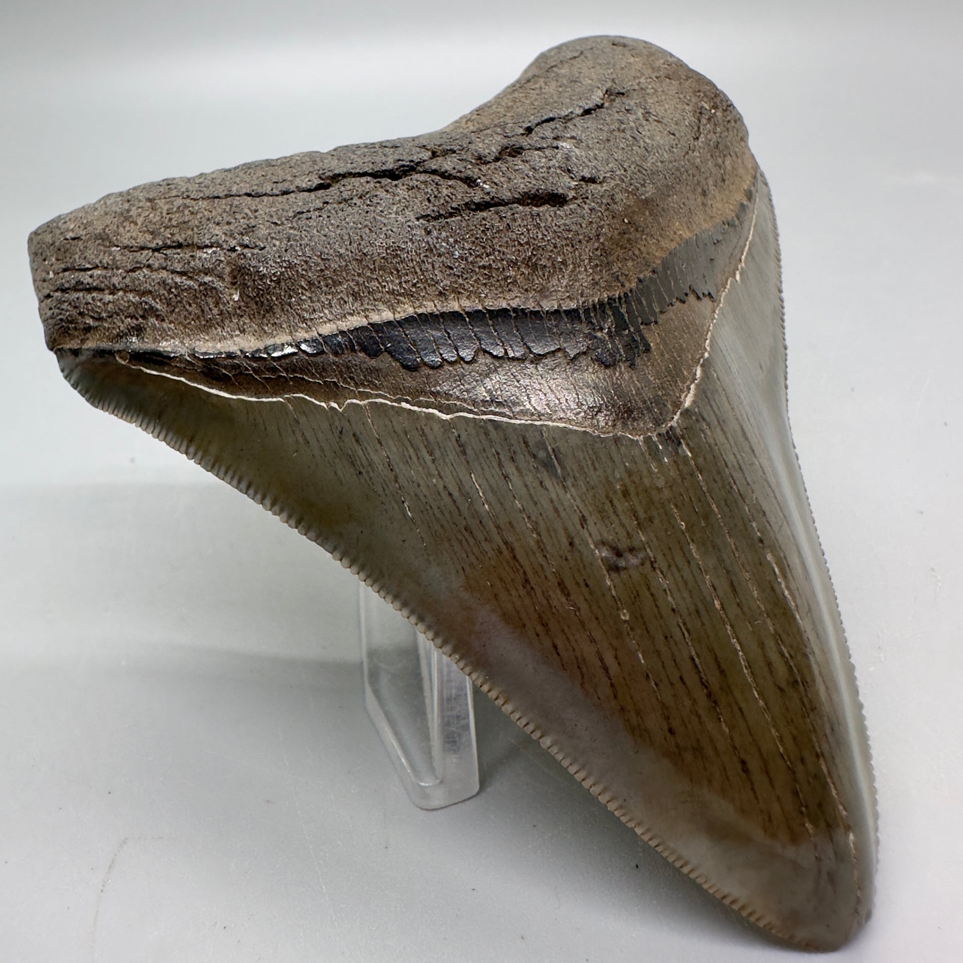 Colorful, sharply serrated 3.62" Fossil Megalodon Tooth from South Carolina MJ155 - Front Left