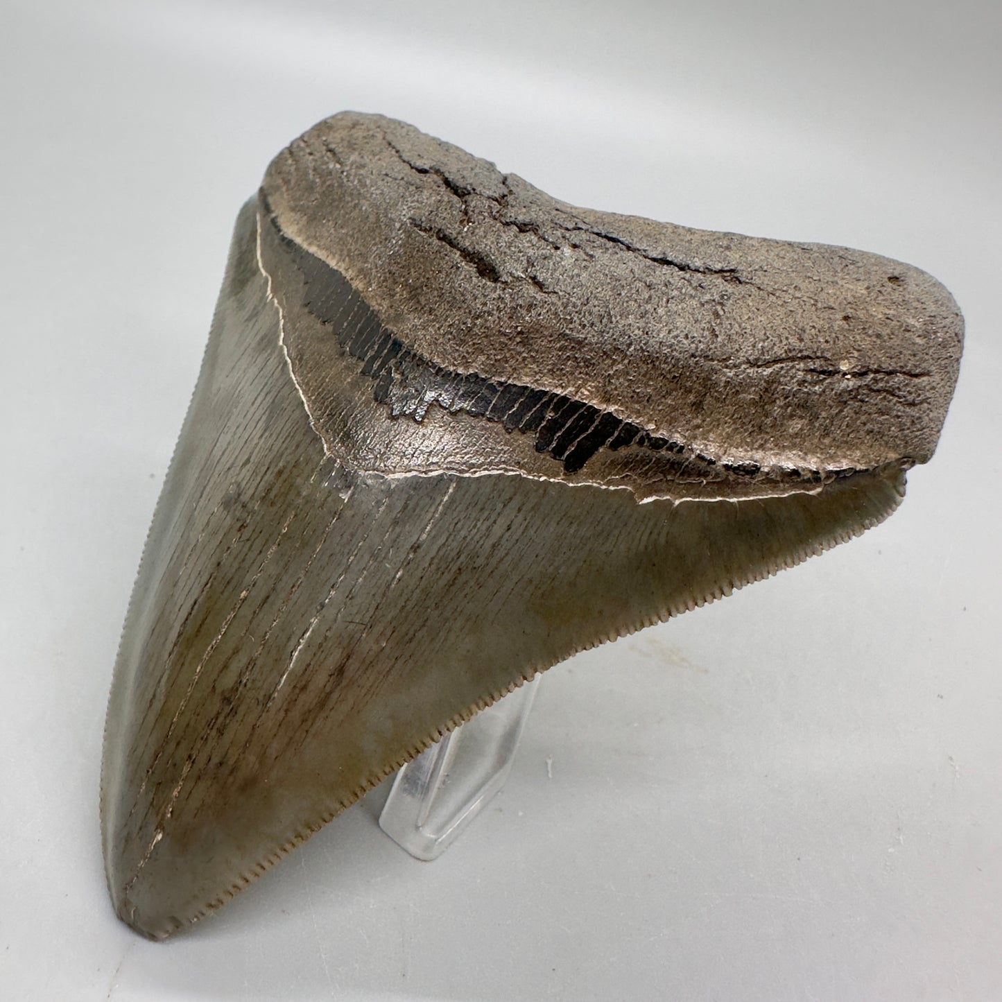 Colorful, sharply serrated 3.62" Fossil Megalodon Tooth from South Carolina MJ155 - Front Right