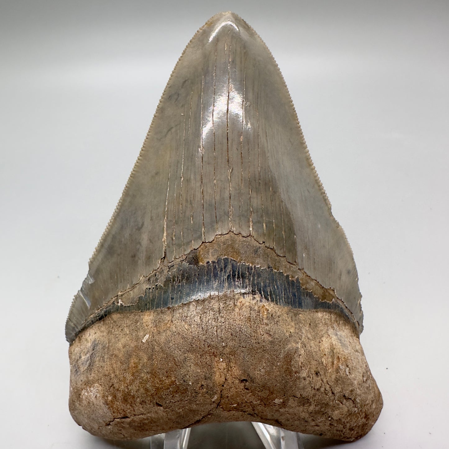 Beautiful colors and prints, sharply serrated 4.22" Fossil Megalodon Tooth from South Carolina MJ158 - Front