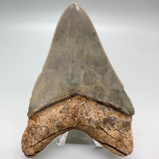 Beautiful colors and prints, sharply serrated 4.22" Fossil Megalodon Tooth from South Carolina MJ158 - Back