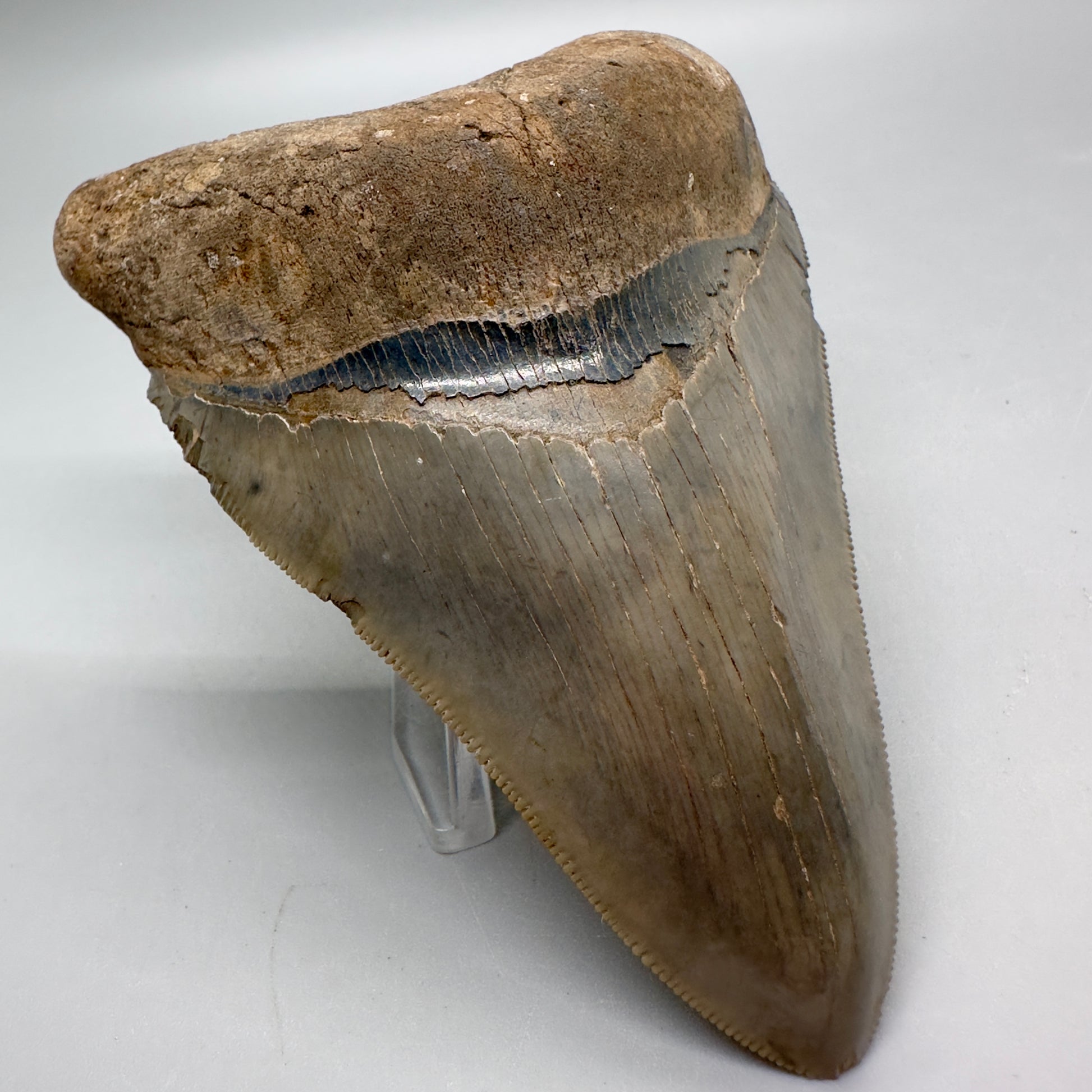 Beautiful colors and prints, sharply serrated 4.22" Fossil Megalodon Tooth from South Carolina MJ158 - Front Left