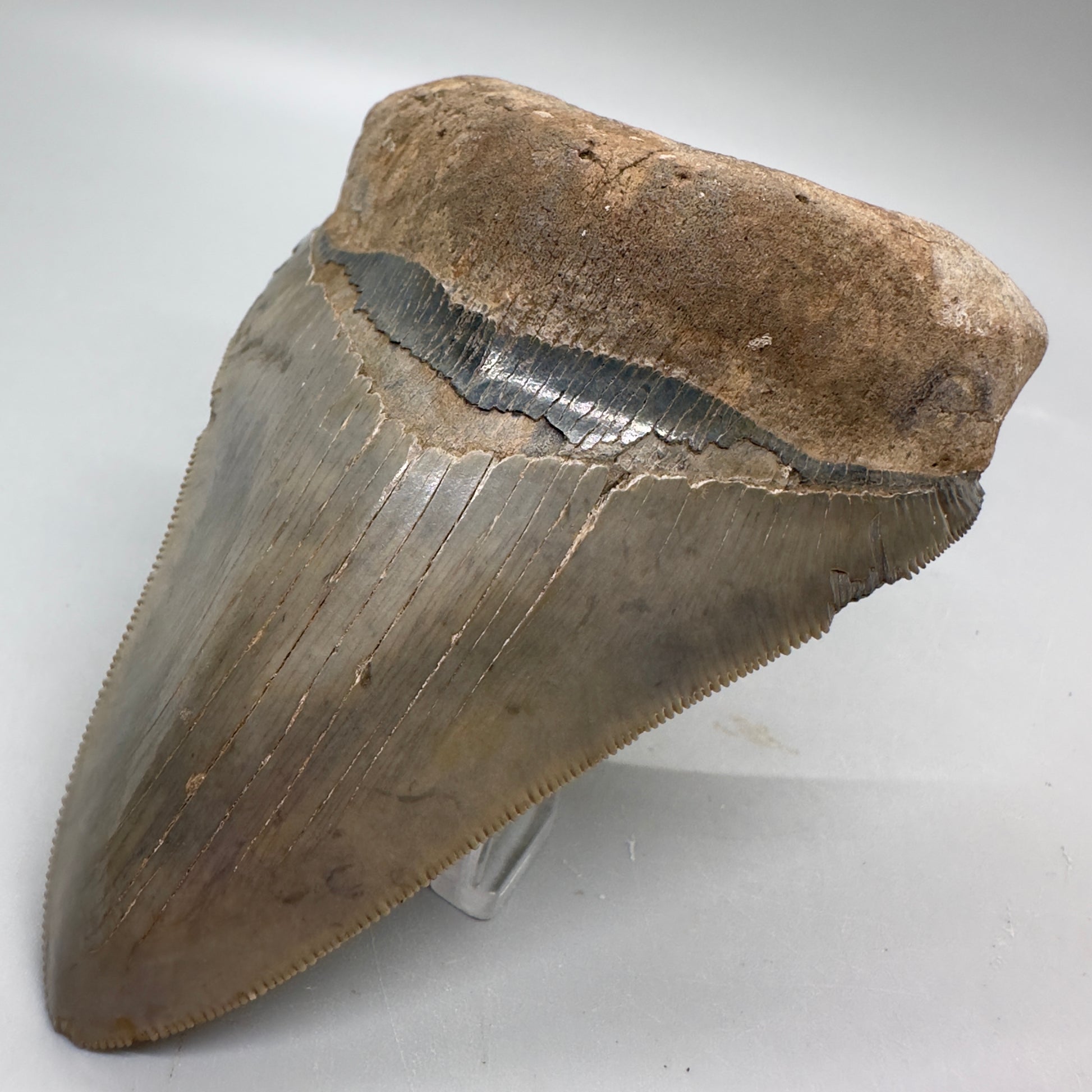 Beautiful colors and prints, sharply serrated 4.22" Fossil Megalodon Tooth from South Carolina MJ158 - Front Right