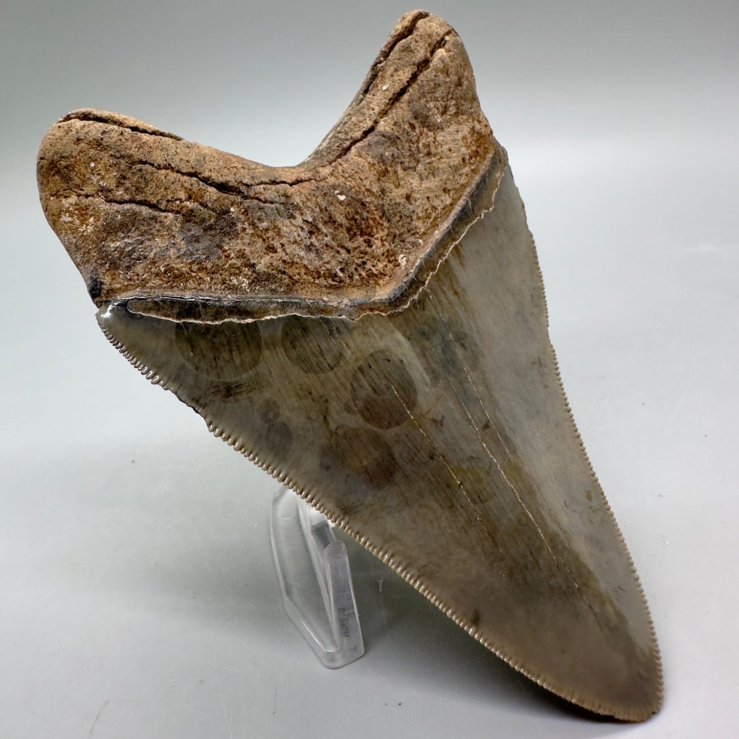 Beautiful colors and prints, sharply serrated 4.22" Fossil Megalodon Tooth from South Carolina MJ158 - Back Left