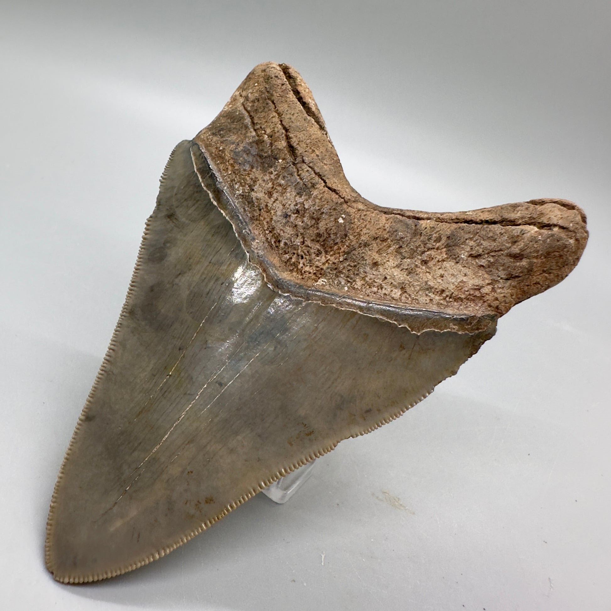 Beautiful colors and prints, sharply serrated 4.22" Fossil Megalodon Tooth from South Carolina MJ158 - Back Right