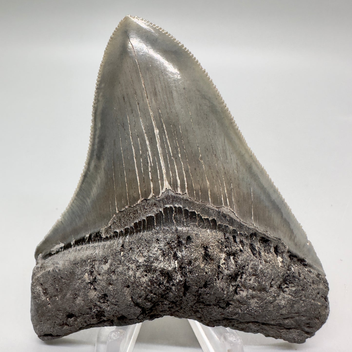 Colorful, sharply serrated 3.54" Fossil Megalodon Tooth from South Carolina MJ153 - Front