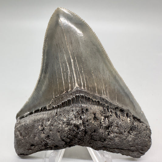 Colorful, sharply serrated 3.54" Fossil Megalodon Tooth from South Carolina MJ153 - Front