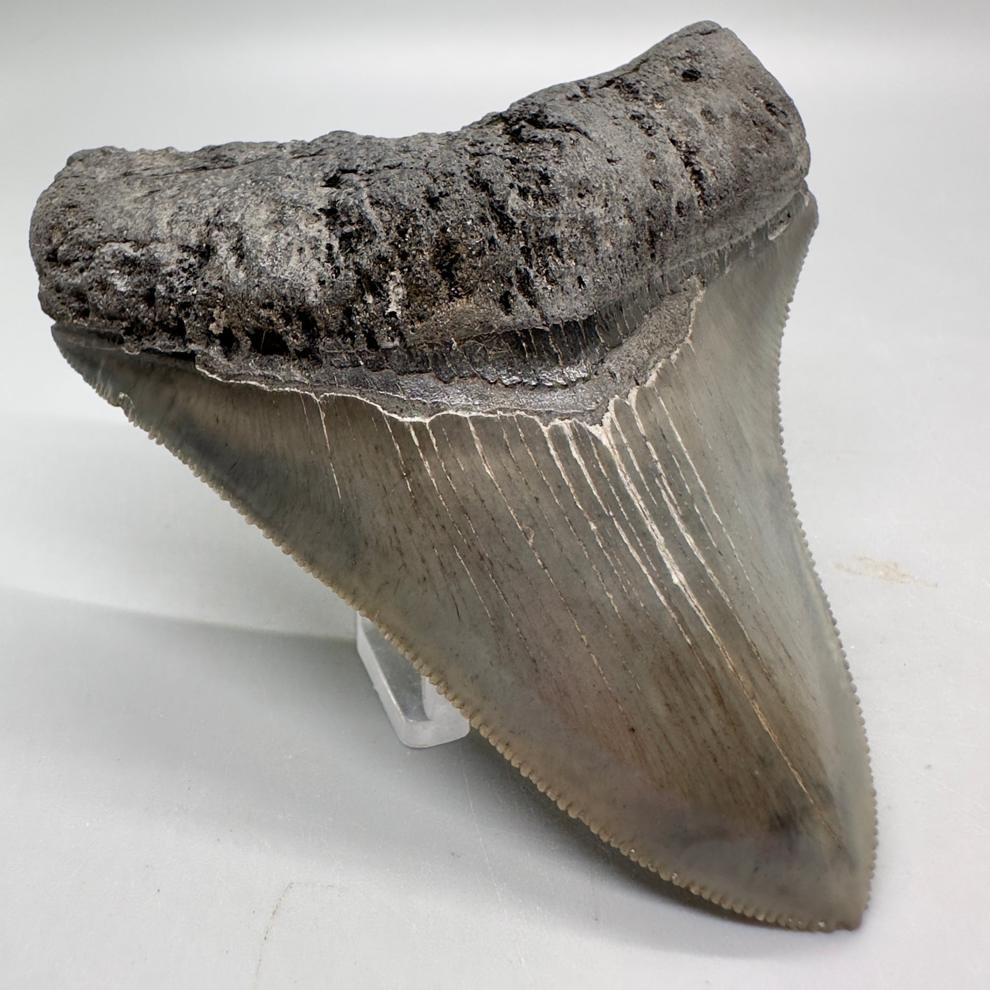 Colorful, sharply serrated 3.54" Fossil Megalodon Tooth from South Carolina MJ153 - Front Left