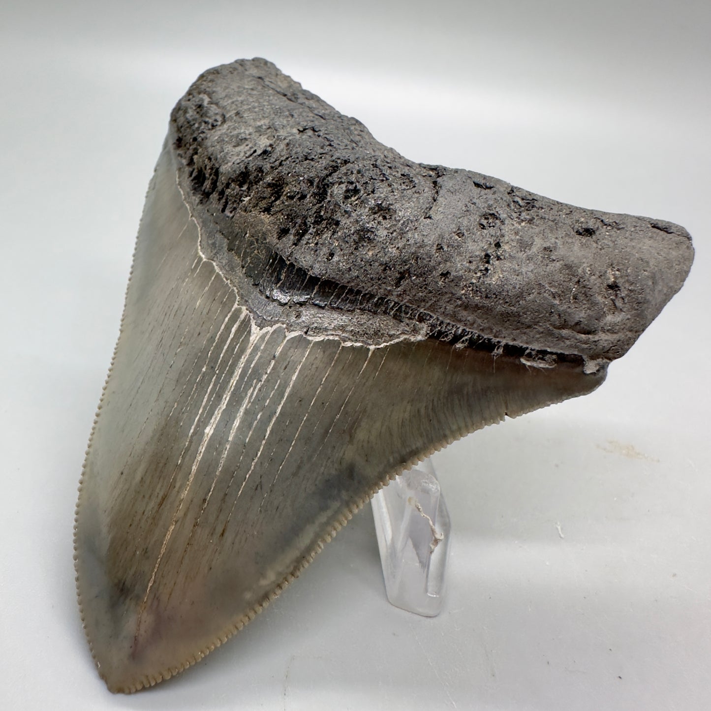 Colorful, sharply serrated 3.54" Fossil Megalodon Tooth from South Carolina MJ153 - Front Right