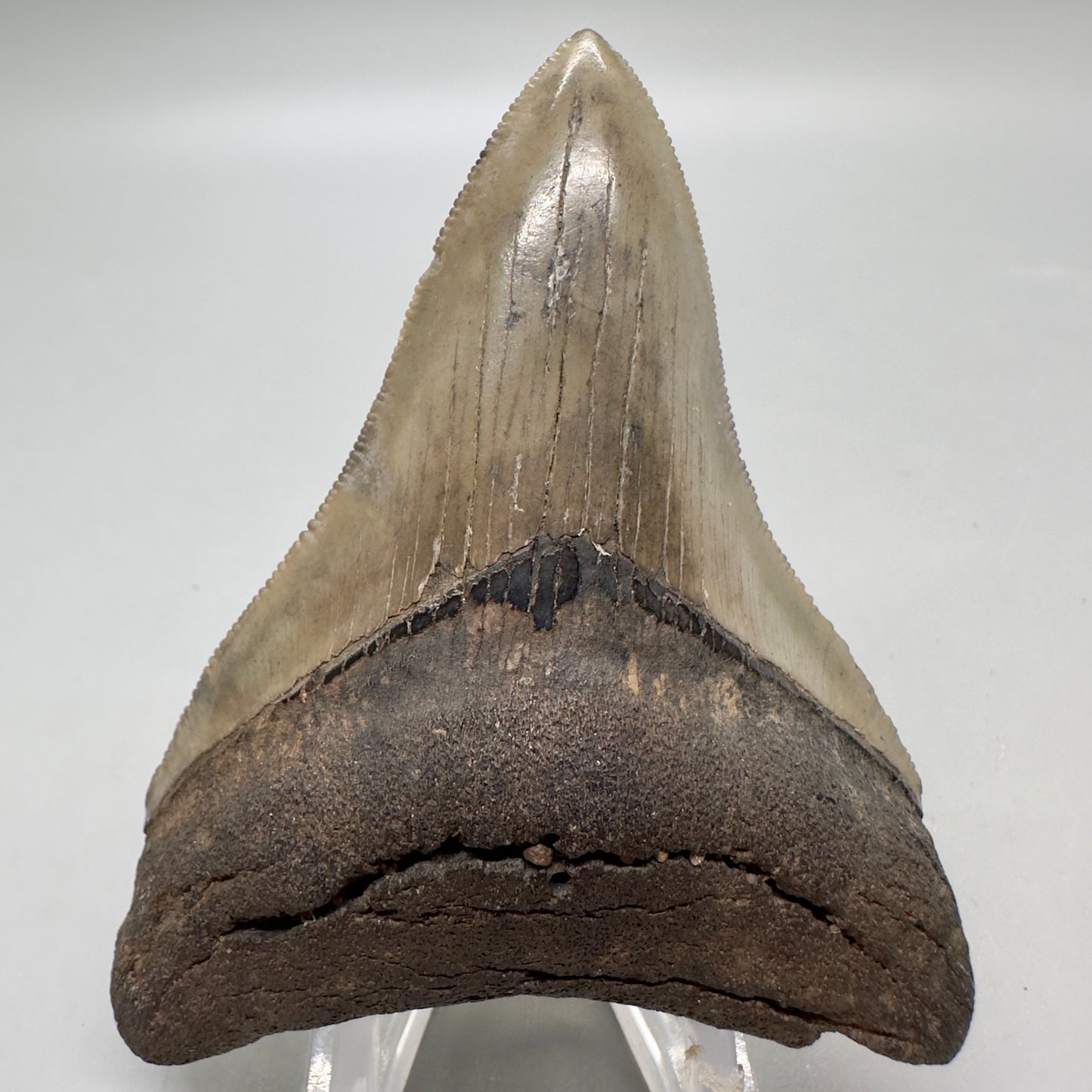 Colorful lower, sharply serrated 3.41" Fossil Megalodon Tooth from South Carolina MJ152 - Front