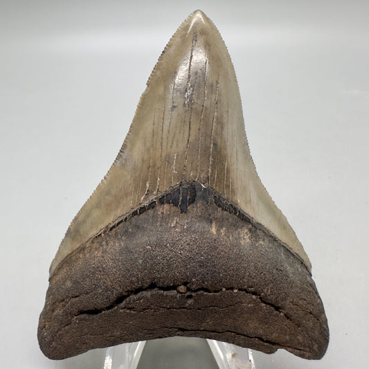 Colorful lower, sharply serrated 3.41" Fossil Megalodon Tooth from South Carolina MJ152 - Front