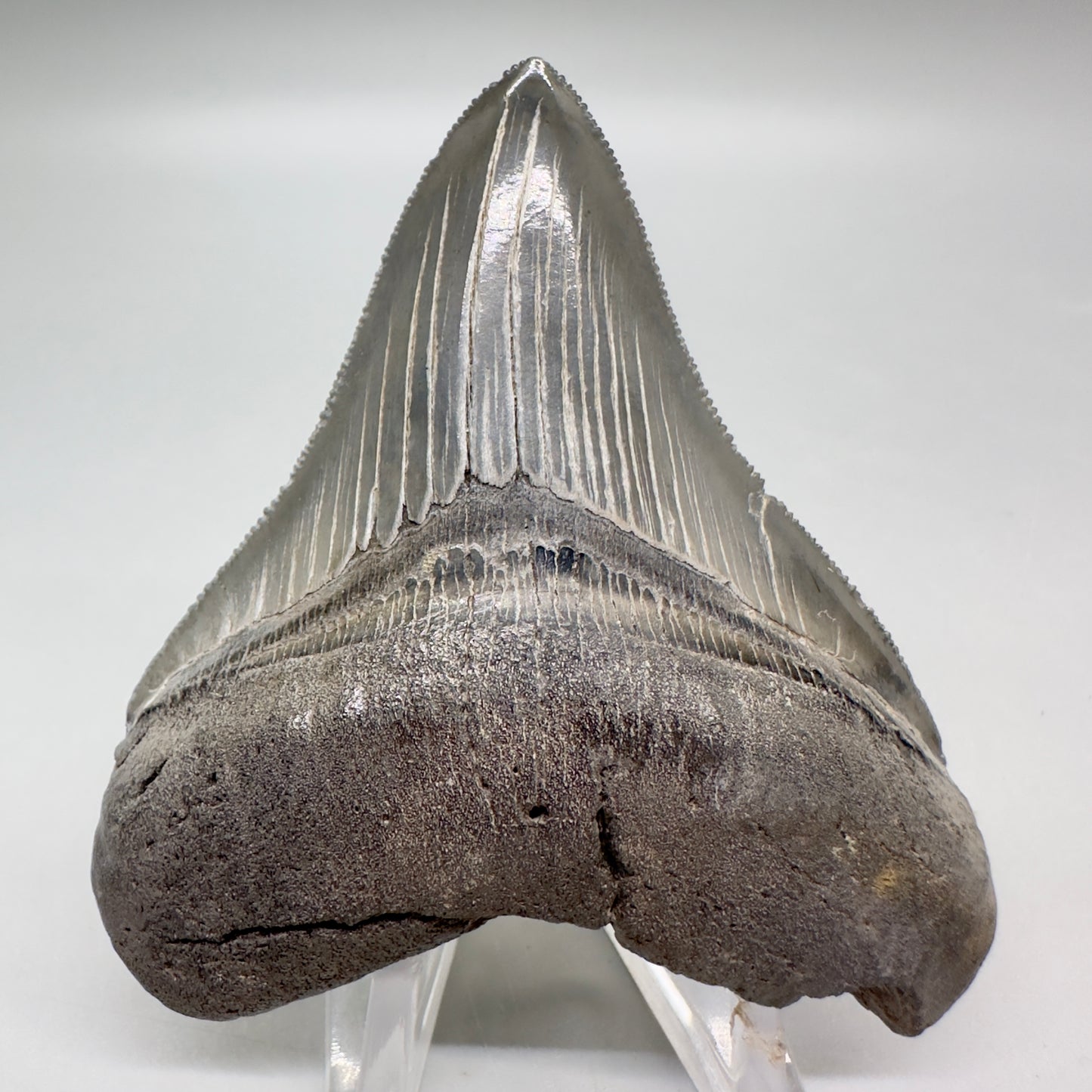 Colorful, sharply serrated 3.10" Fossil Megalodon Tooth from South Carolina MJ151 - Front