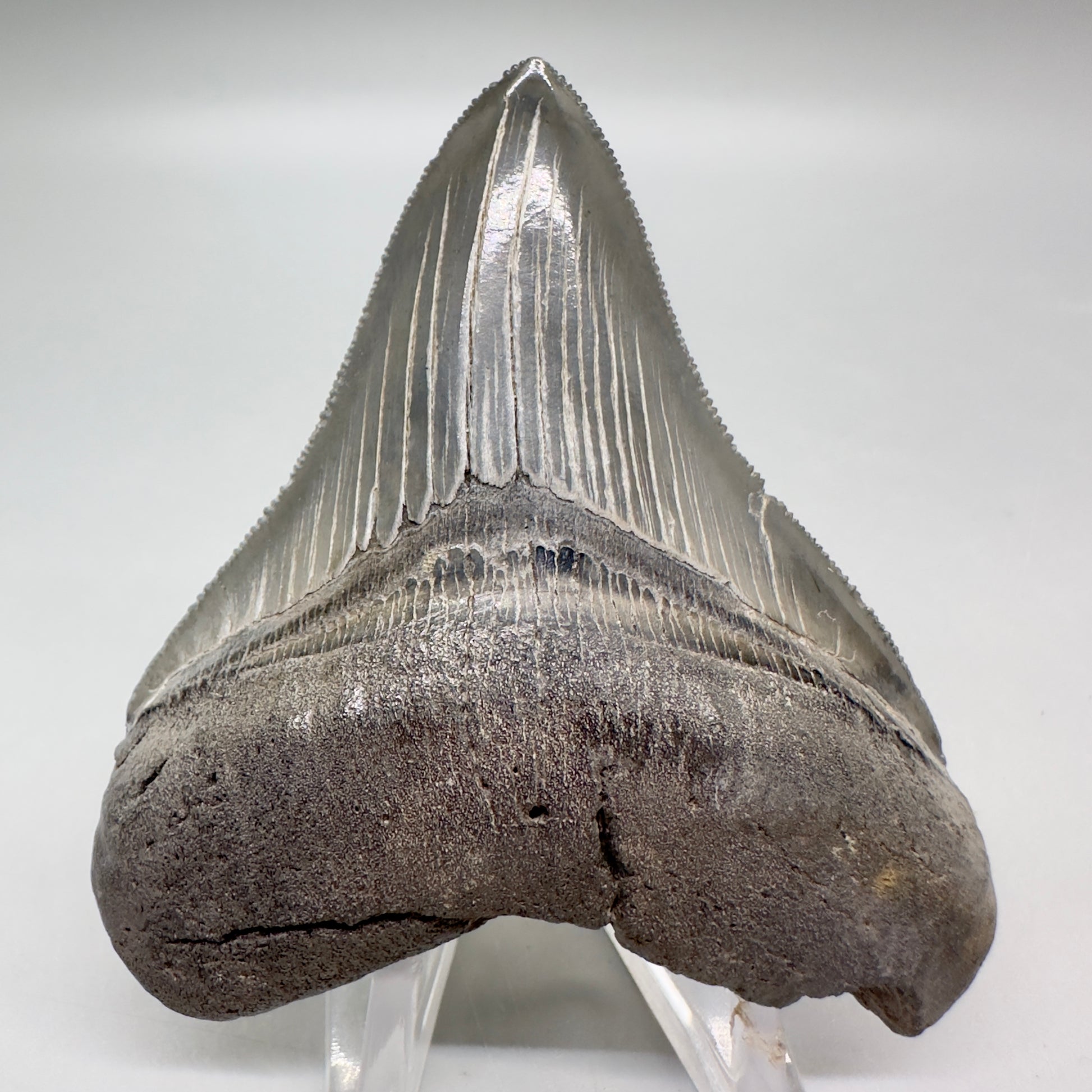 Colorful, sharply serrated 3.10" Fossil Megalodon Tooth from South Carolina MJ151 - Front