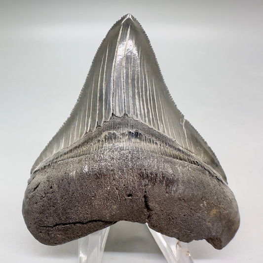Colorful, sharply serrated 3.10" Fossil Megalodon Tooth from South Carolina MJ151 - Front