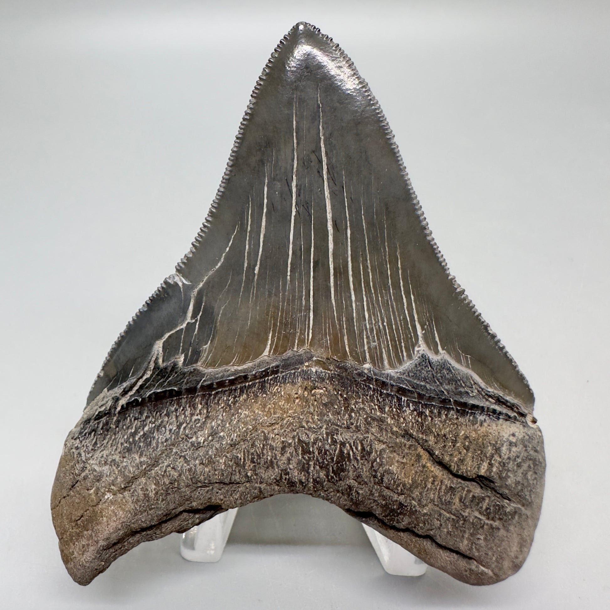Colorful, sharply serrated 3.10" Fossil Megalodon Tooth from South Carolina MJ151 - BAck