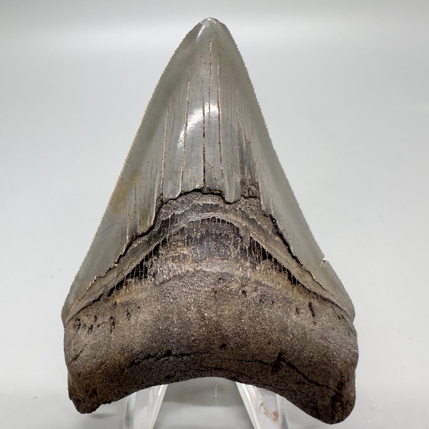 Colorful lower, sharply serrated 3.65" Fossil Megalodon Tooth from South Carolina MJ154 - Front