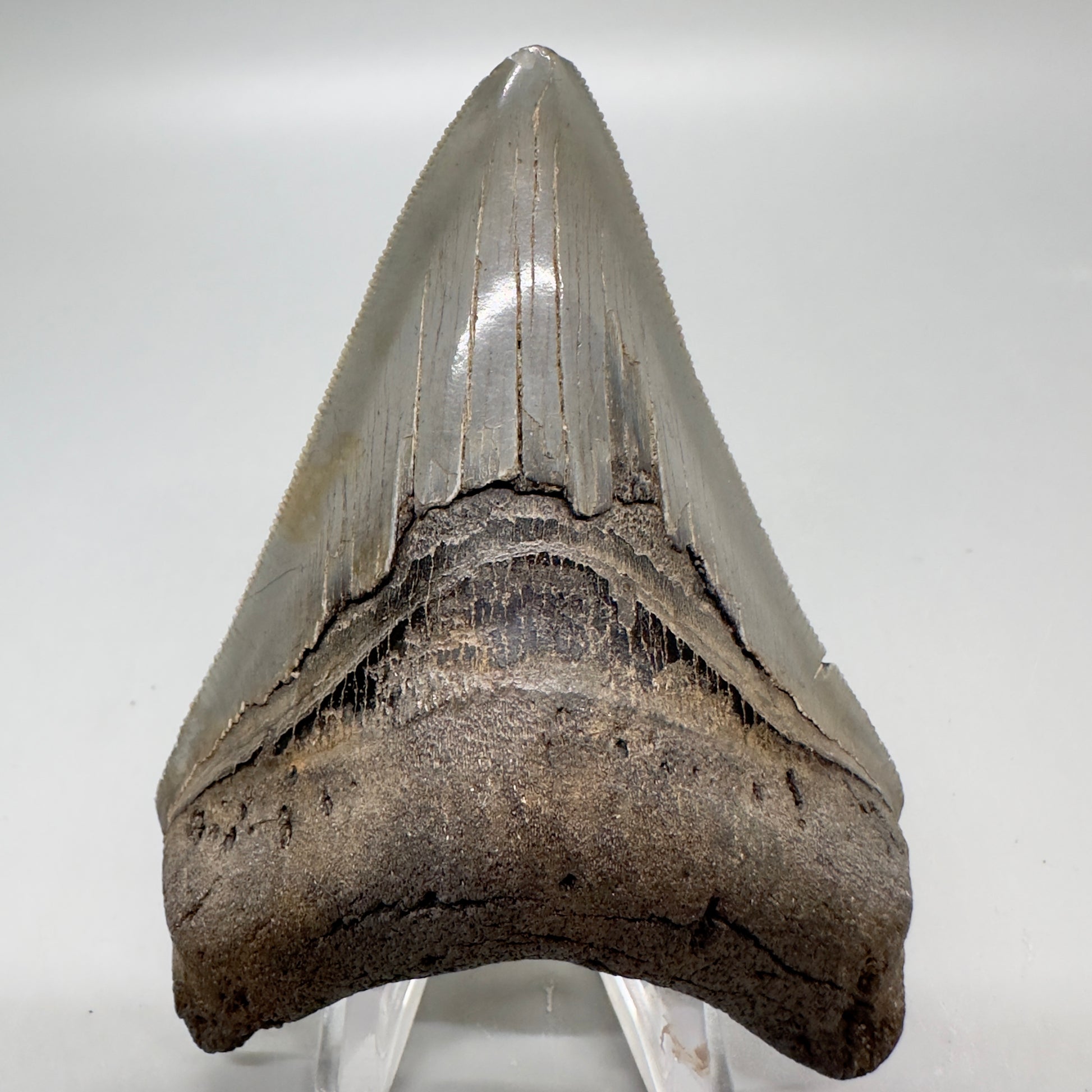 Colorful lower, sharply serrated 3.65" Fossil Megalodon Tooth from South Carolina MJ154 - Front