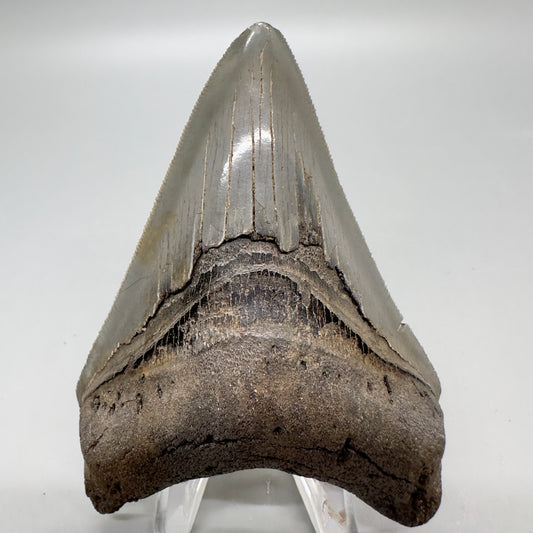 Colorful lower, sharply serrated 3.65" Fossil Megalodon Tooth from South Carolina MJ154 - Front