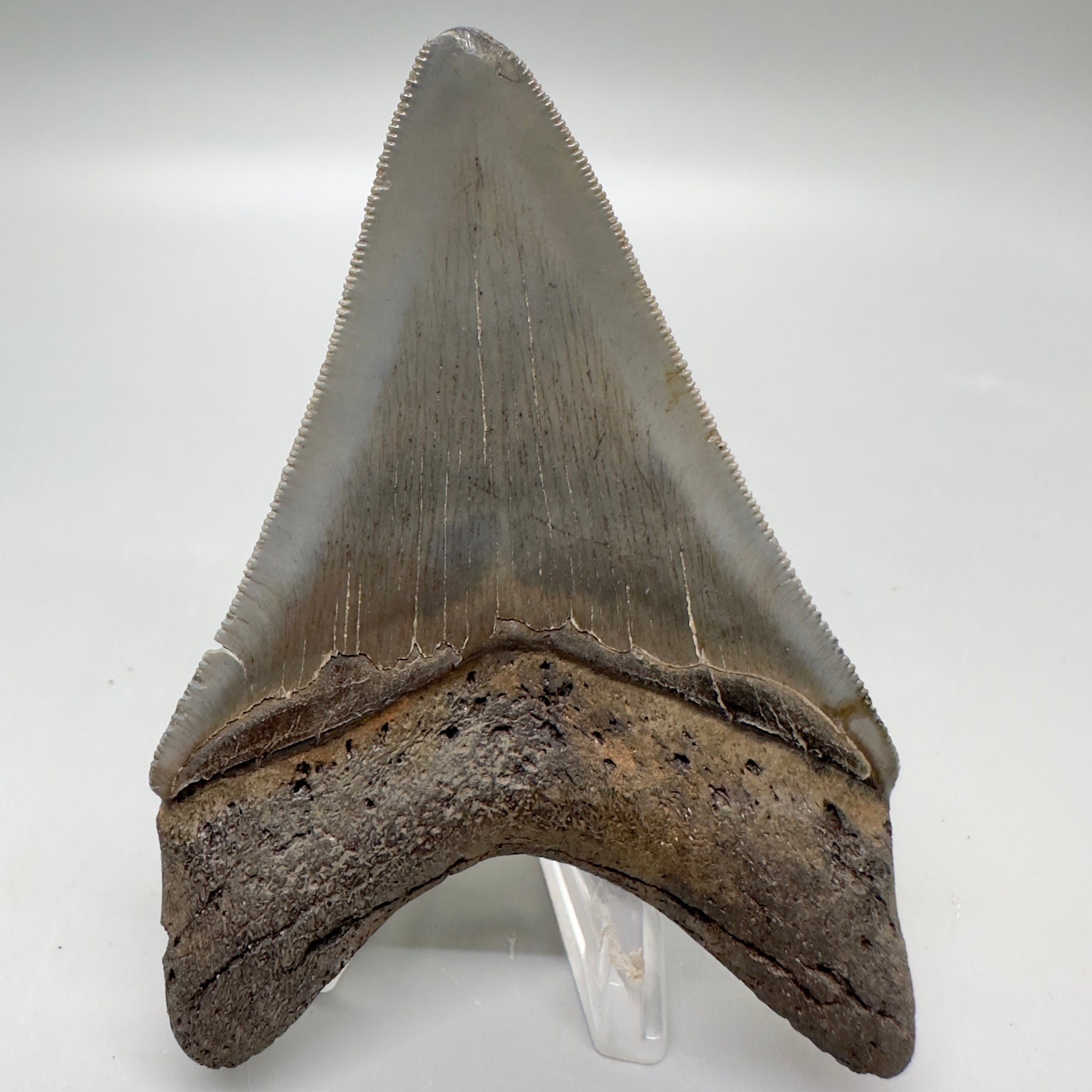 Colorful lower, sharply serrated 3.65" Fossil Megalodon Tooth from South Carolina MJ154 - Back