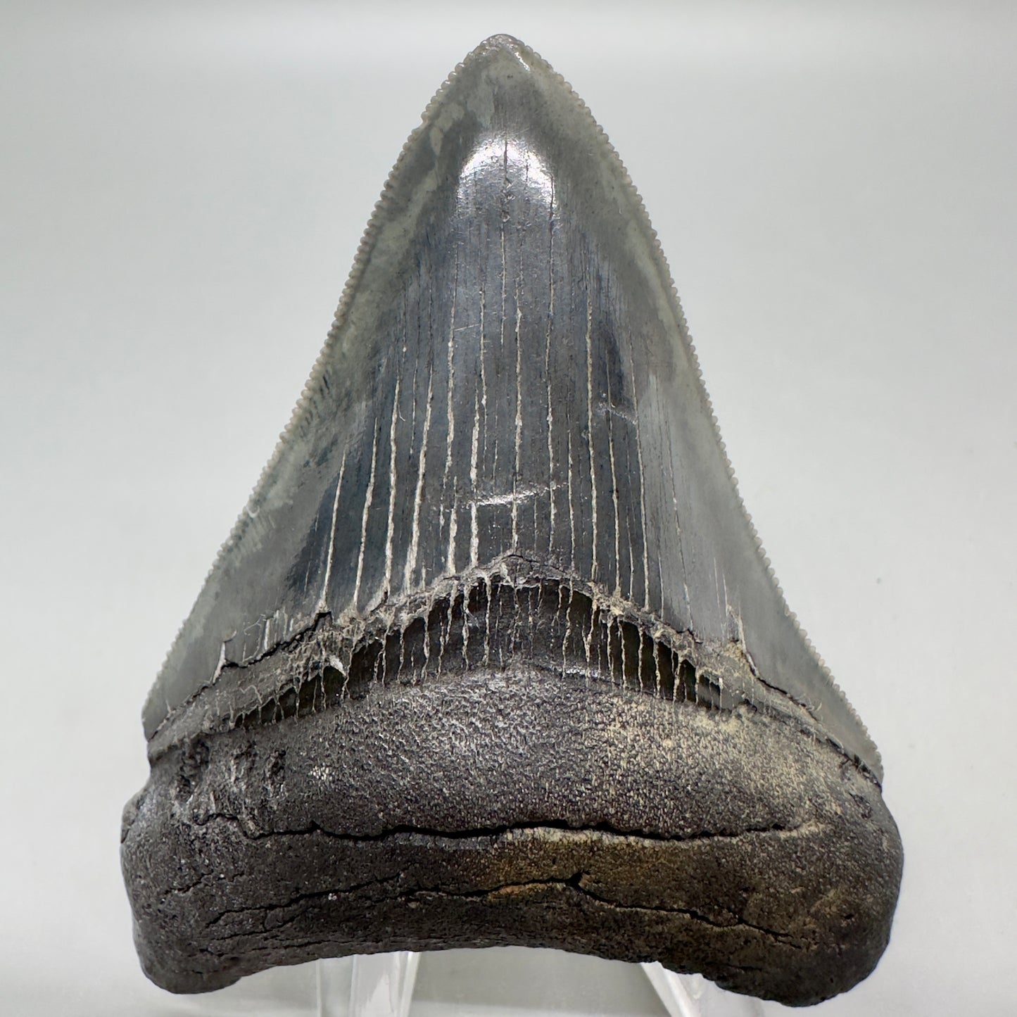 Colorful, sharply serrated 3.15" Fossil Megalodon Tooth from South Carolina