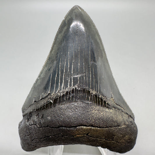 Colorful, sharply serrated 3.15" Fossil Megalodon Tooth from South Carolina