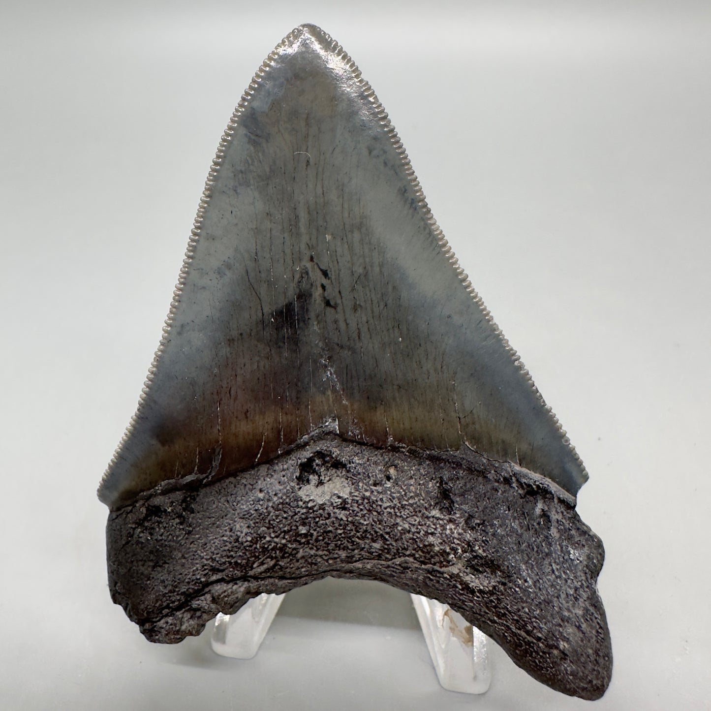Colorful, sharply serrated 3.15" Fossil Megalodon Tooth from South Carolina