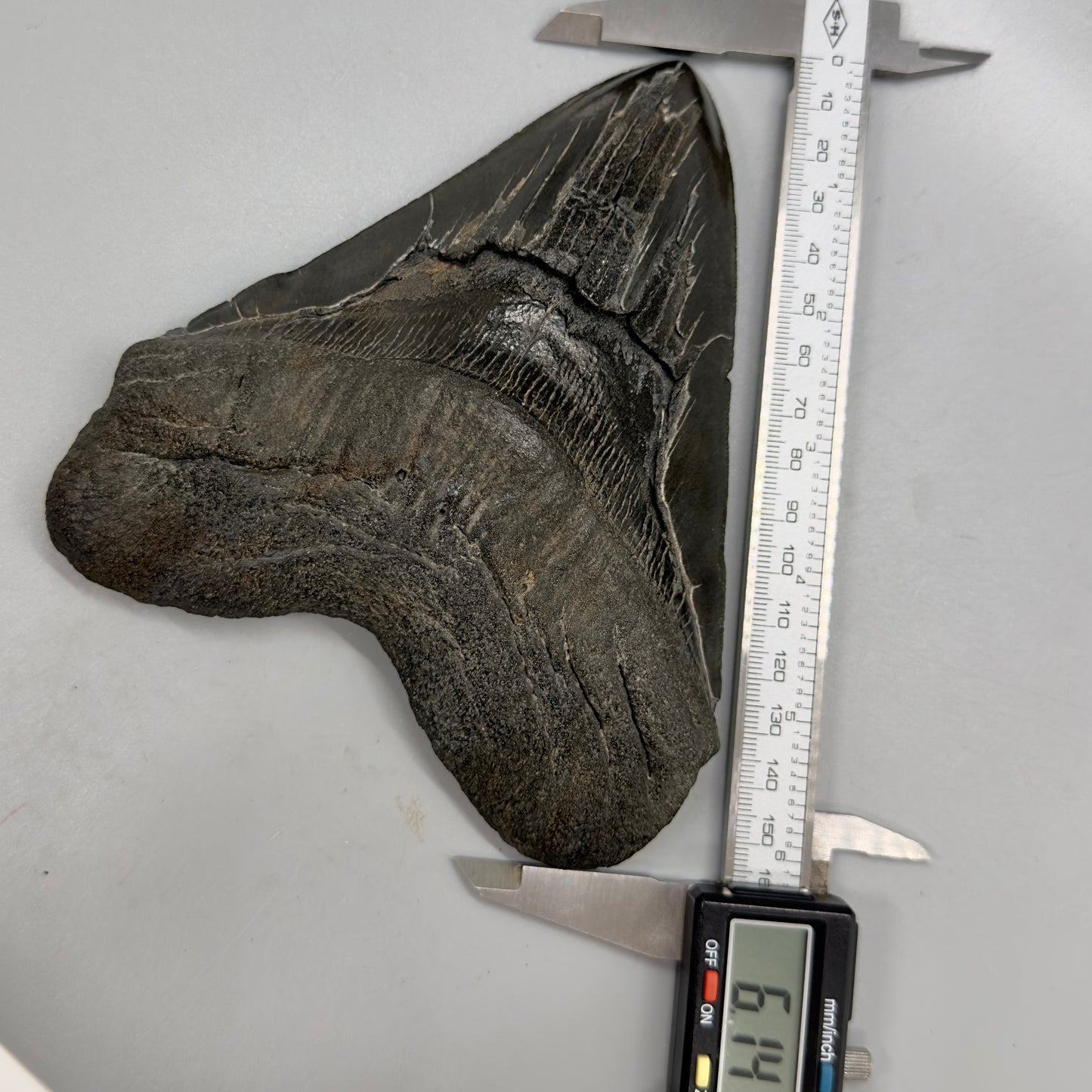 EXTRA LARGE, close to max size 6.14" Fossil Megalodon Tooth - South Carolina MJ166 - Front with Caliper