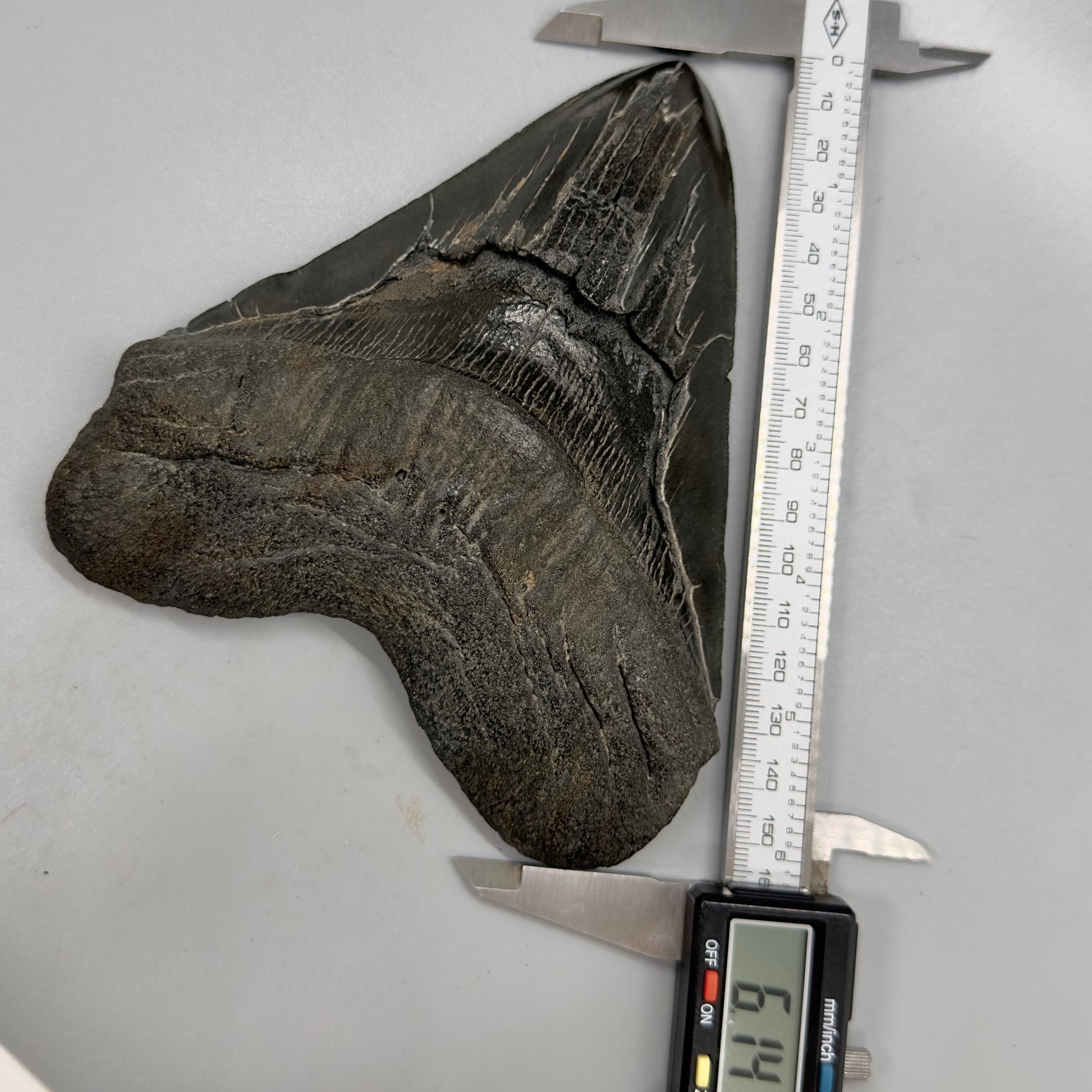 EXTRA LARGE, close to max size 6.14" Fossil Megalodon Tooth - South Carolina MJ166 - Front with Caliper