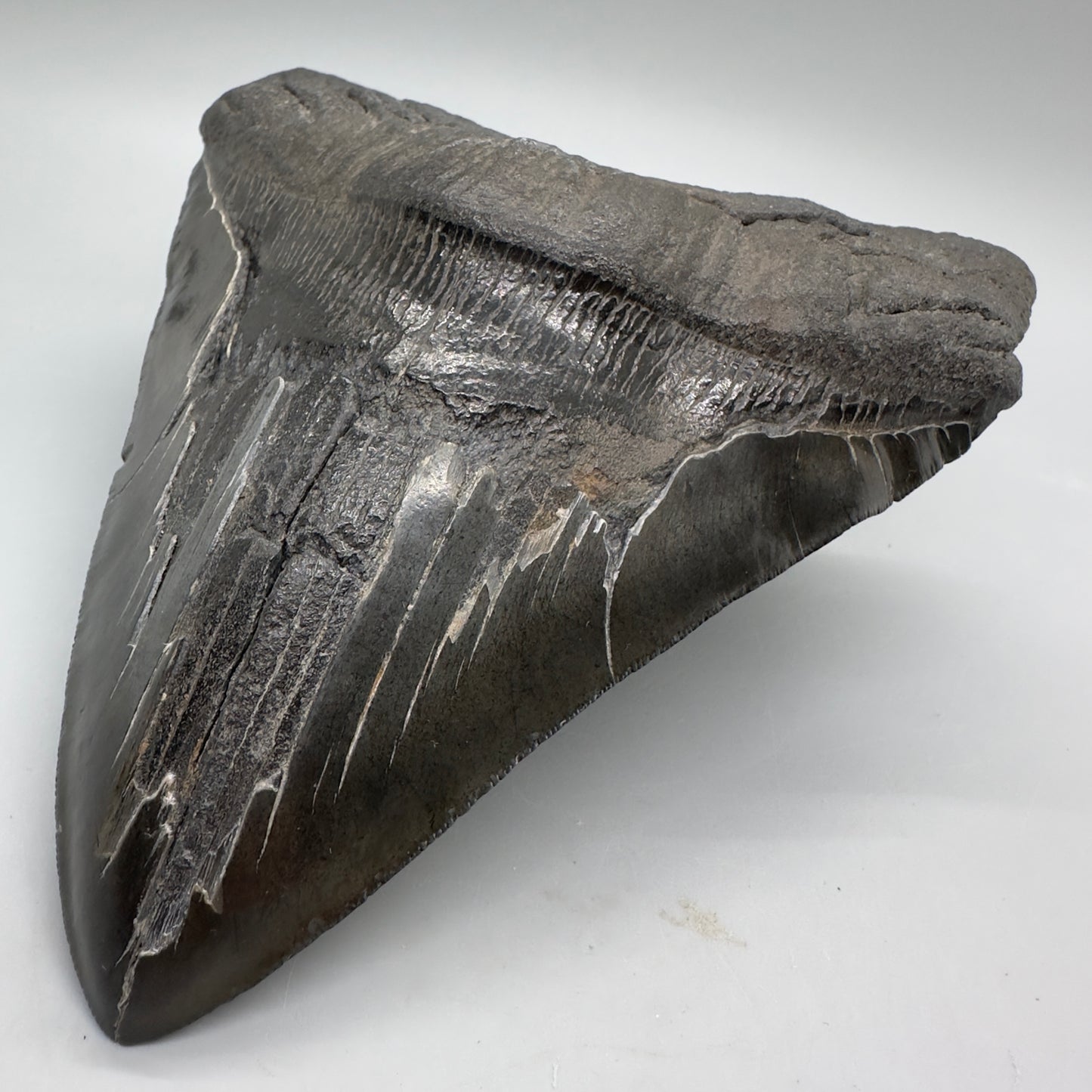 EXTRA LARGE, close to max size 6.14" Fossil Megalodon Tooth - South Carolina MJ166 - Front Right