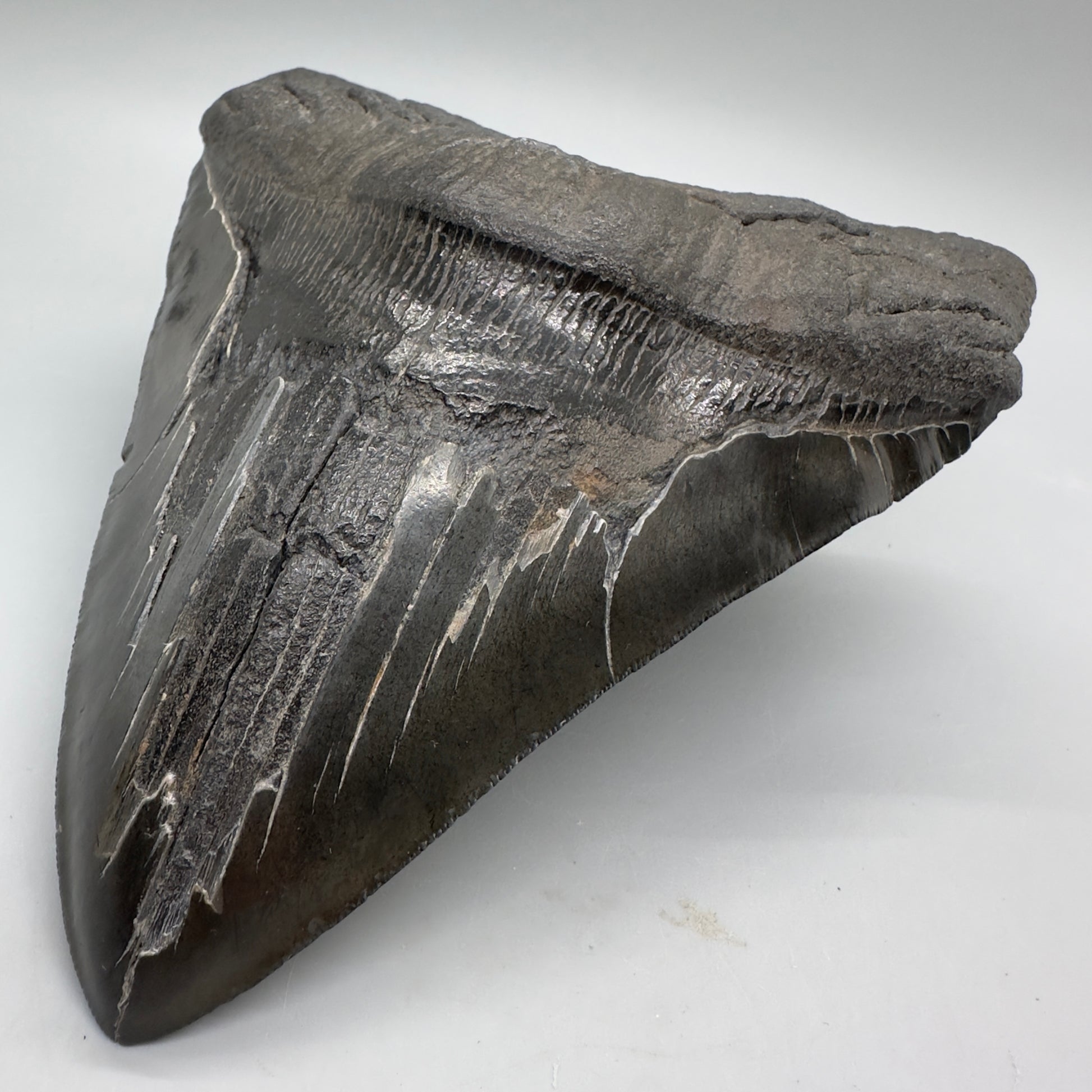 EXTRA LARGE, close to max size 6.14" Fossil Megalodon Tooth - South Carolina MJ166 - Front Right
