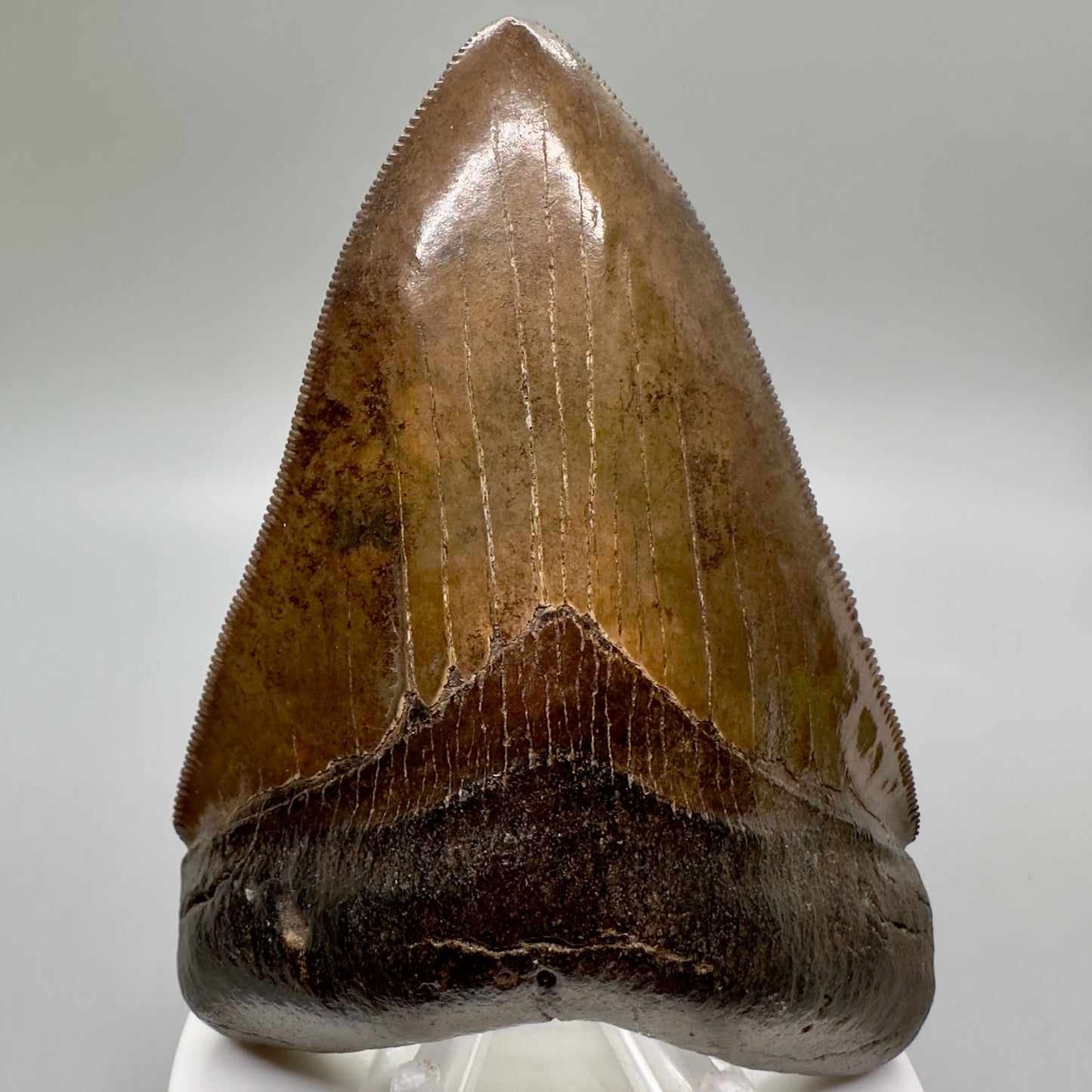 Brown prints, sharply serrated 4.06" Fossil Megalodon Tooth from Georgia MJ176 - Front