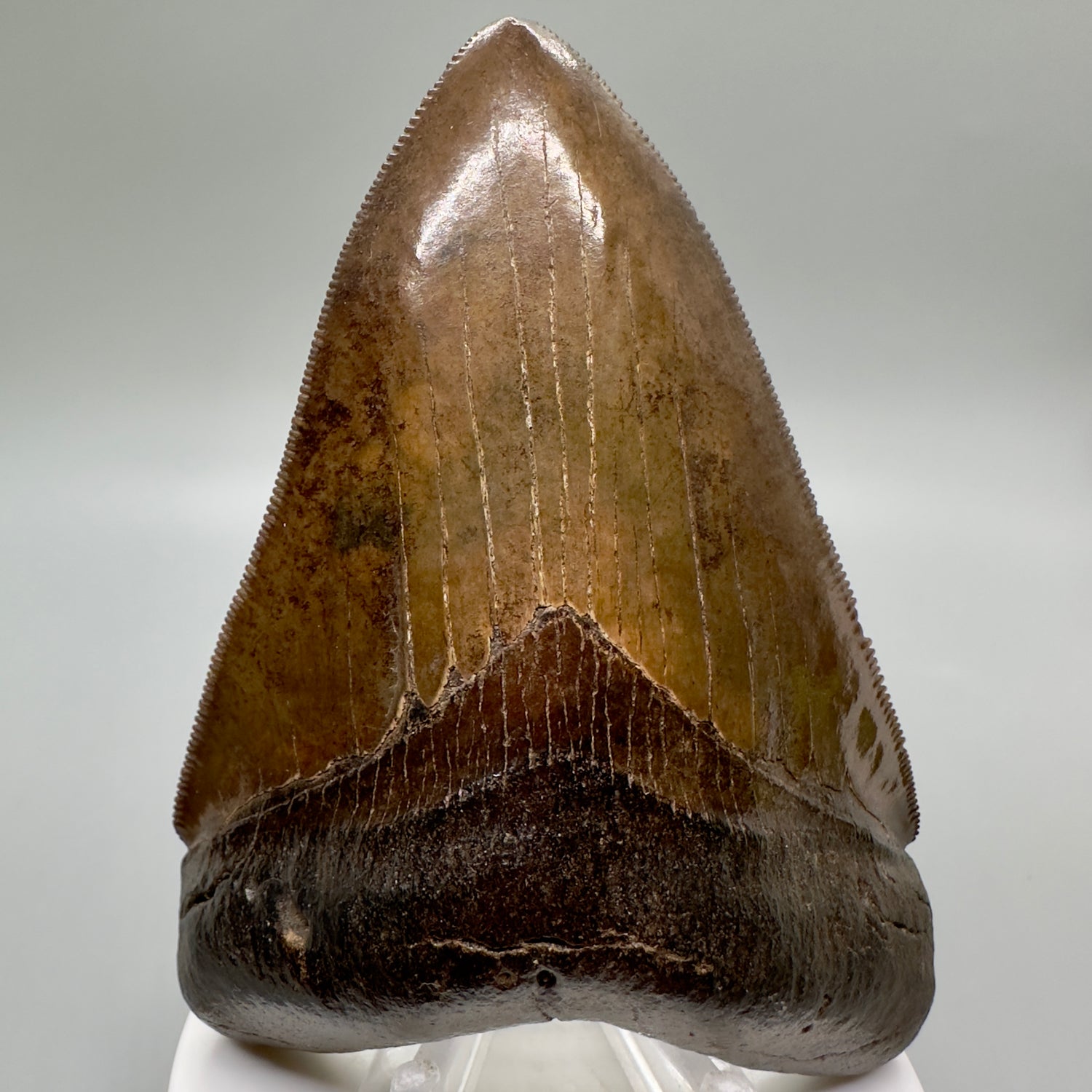 Brown prints, sharply serrated 4.06" Fossil Megalodon Tooth from Georgia MJ176 - Front