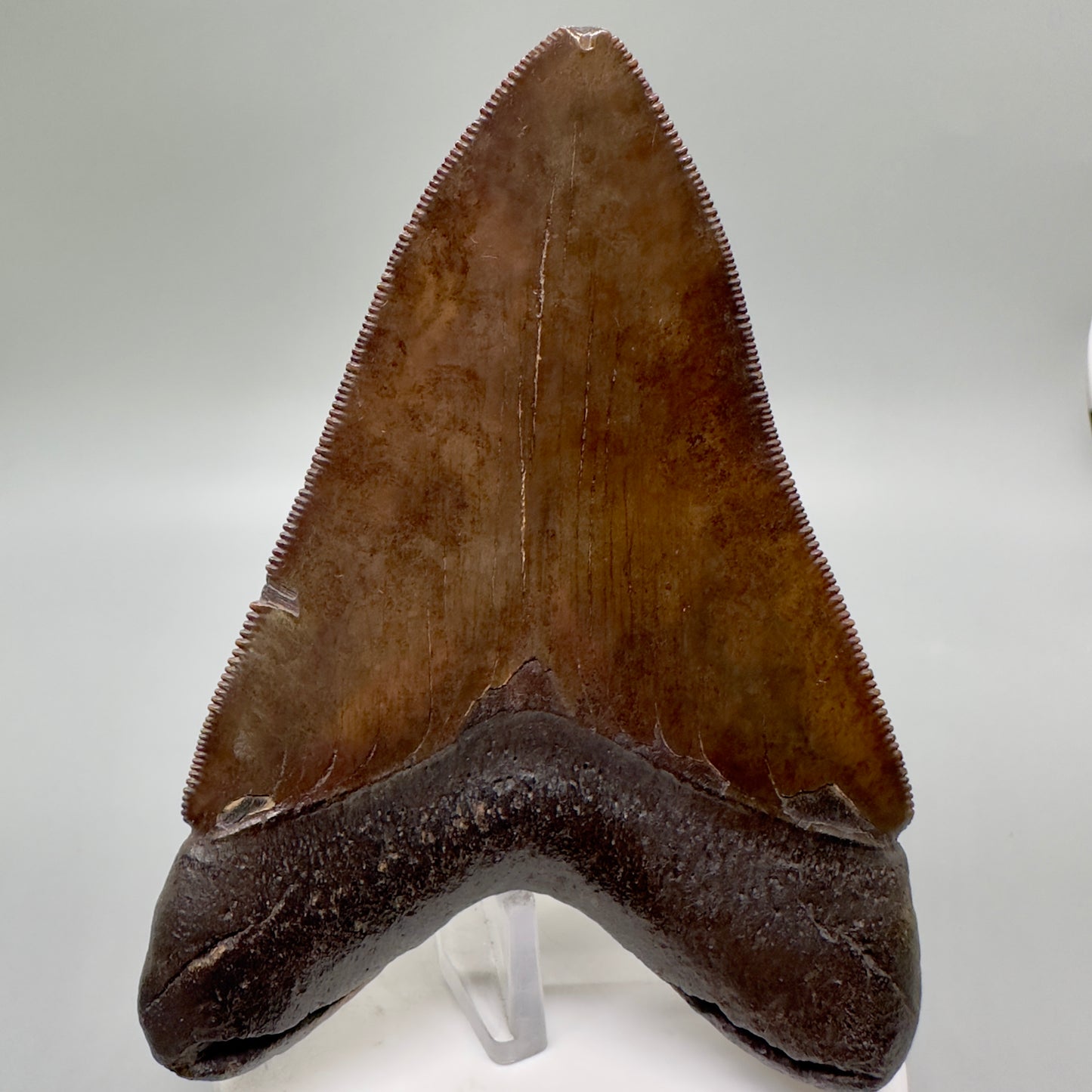 Brown/Red prints, sharply serrated 4.06" Fossil Megalodon Tooth from Georgia
