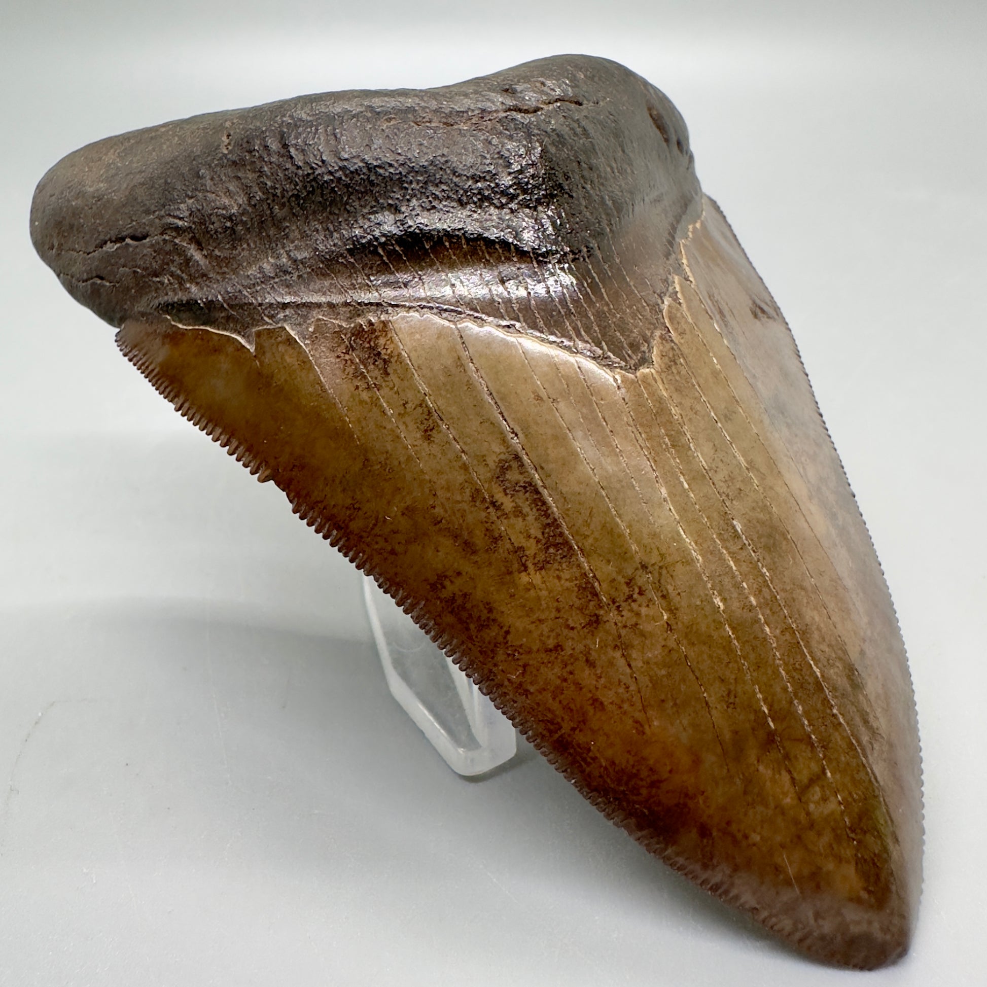 Brown prints, sharply serrated 4.06" Fossil Megalodon Tooth from Georgia MJ176 - Front Left