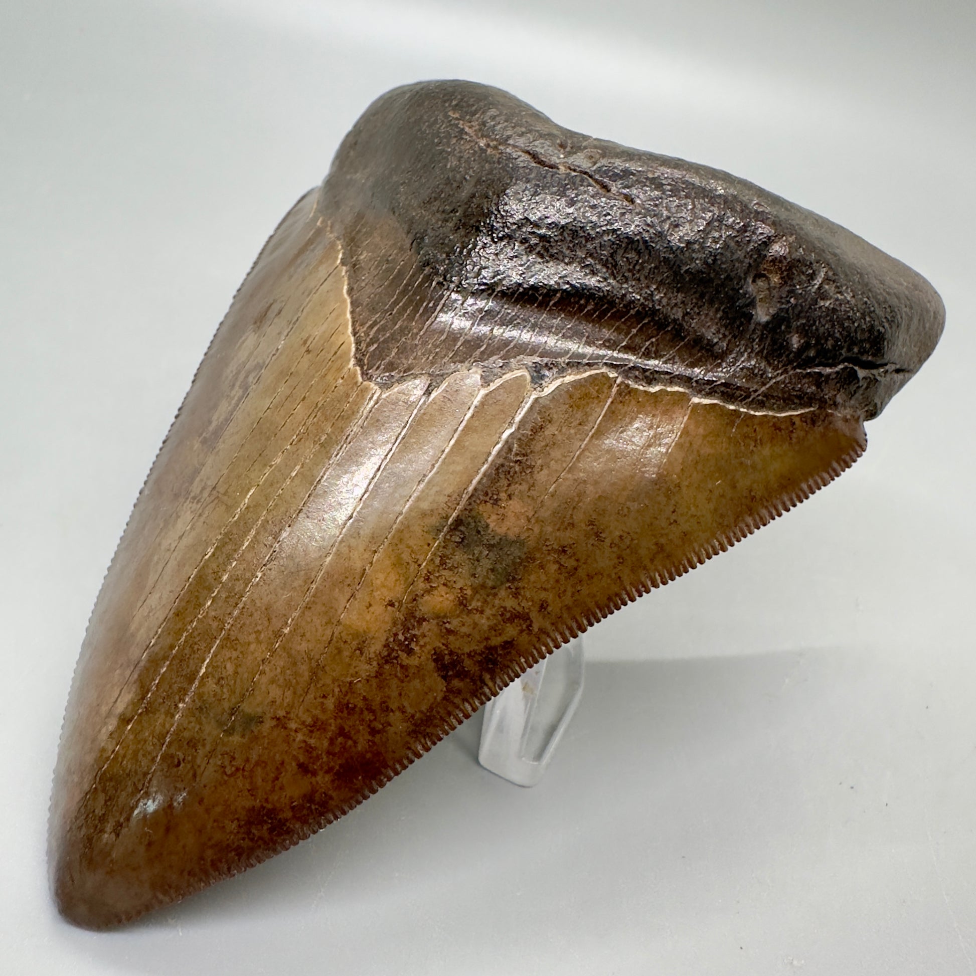 Brown prints, sharply serrated 4.06" Fossil Megalodon Tooth from Georgia MJ176 - Front Right