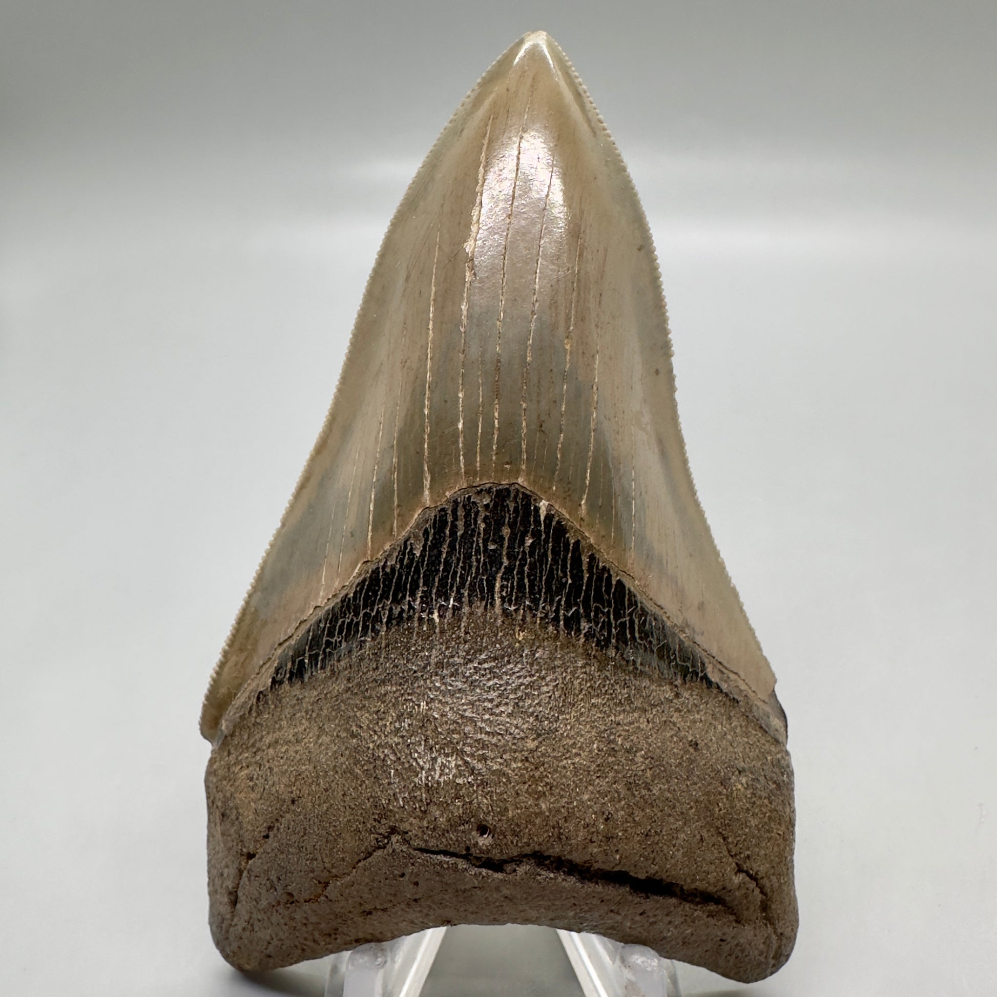 Colorful, high quality Lower 3.99" Fossil Megalodon Tooth from Georgia, USA MJ172 - Front