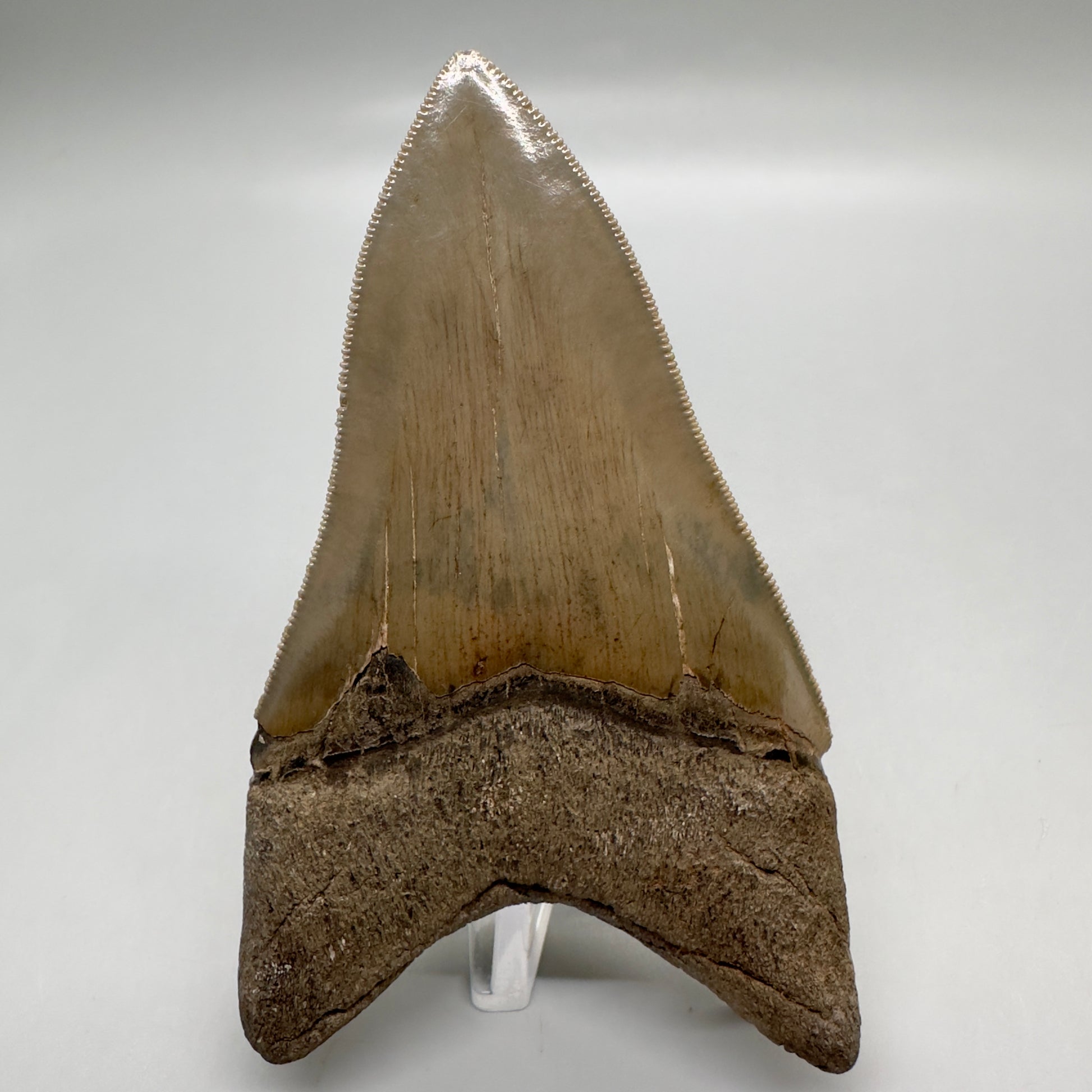 Colorful, high quality Lower 3.99" Fossil Megalodon Tooth from Georgia, USA MJ172 - Back
