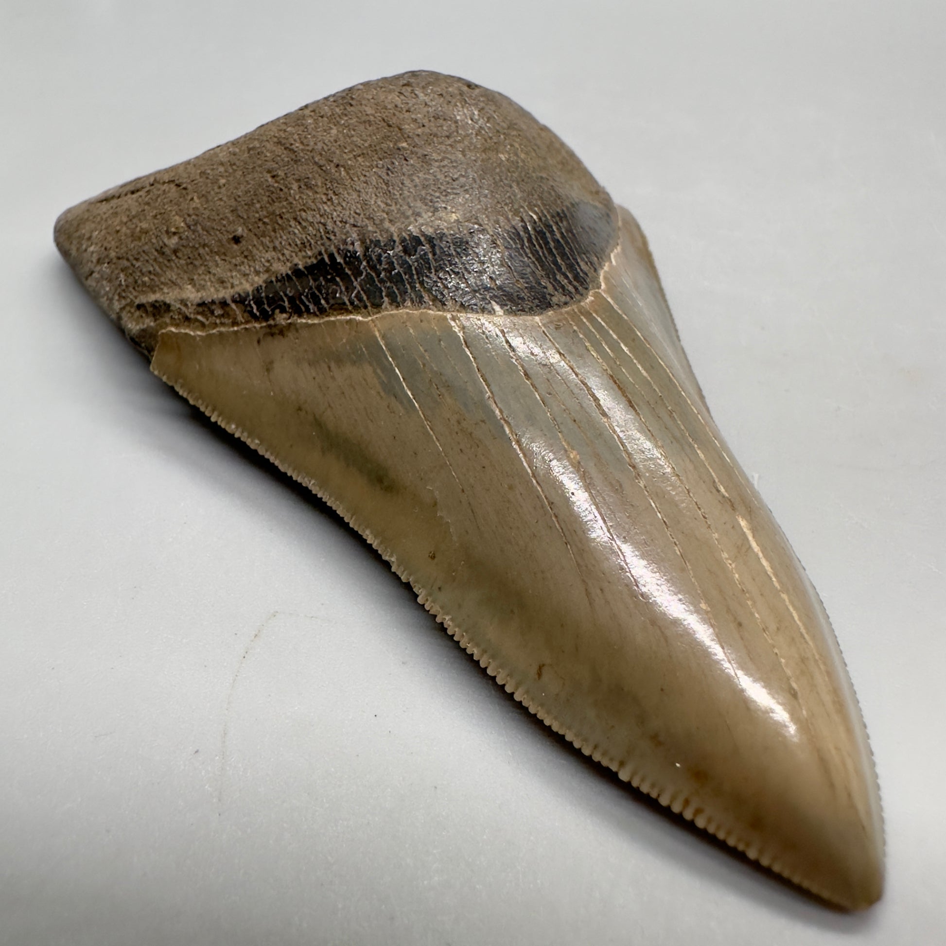 Colorful, high quality Lower 3.99" Fossil Megalodon Tooth from Georgia, USA MJ172 - Front Left