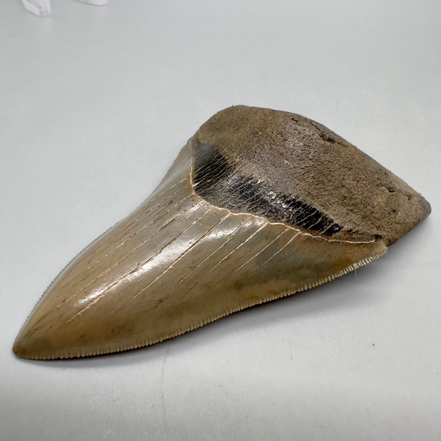 Colorful, high quality Lower 3.99" Fossil Megalodon Tooth from Georgia, USA MJ172 - Front Right