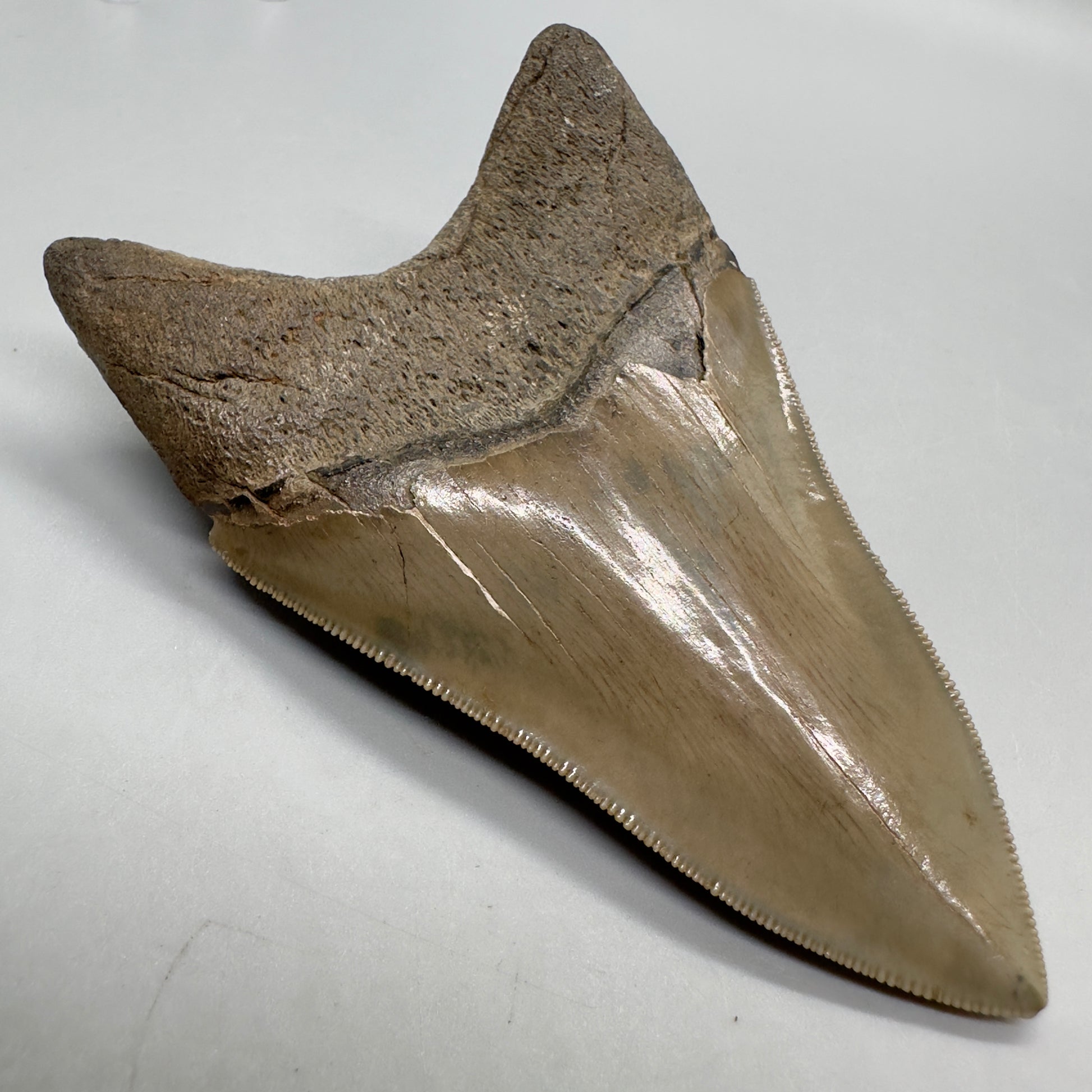 Colorful, high quality Lower 3.99" Fossil Megalodon Tooth from Georgia, USA MJ172 - Back Left