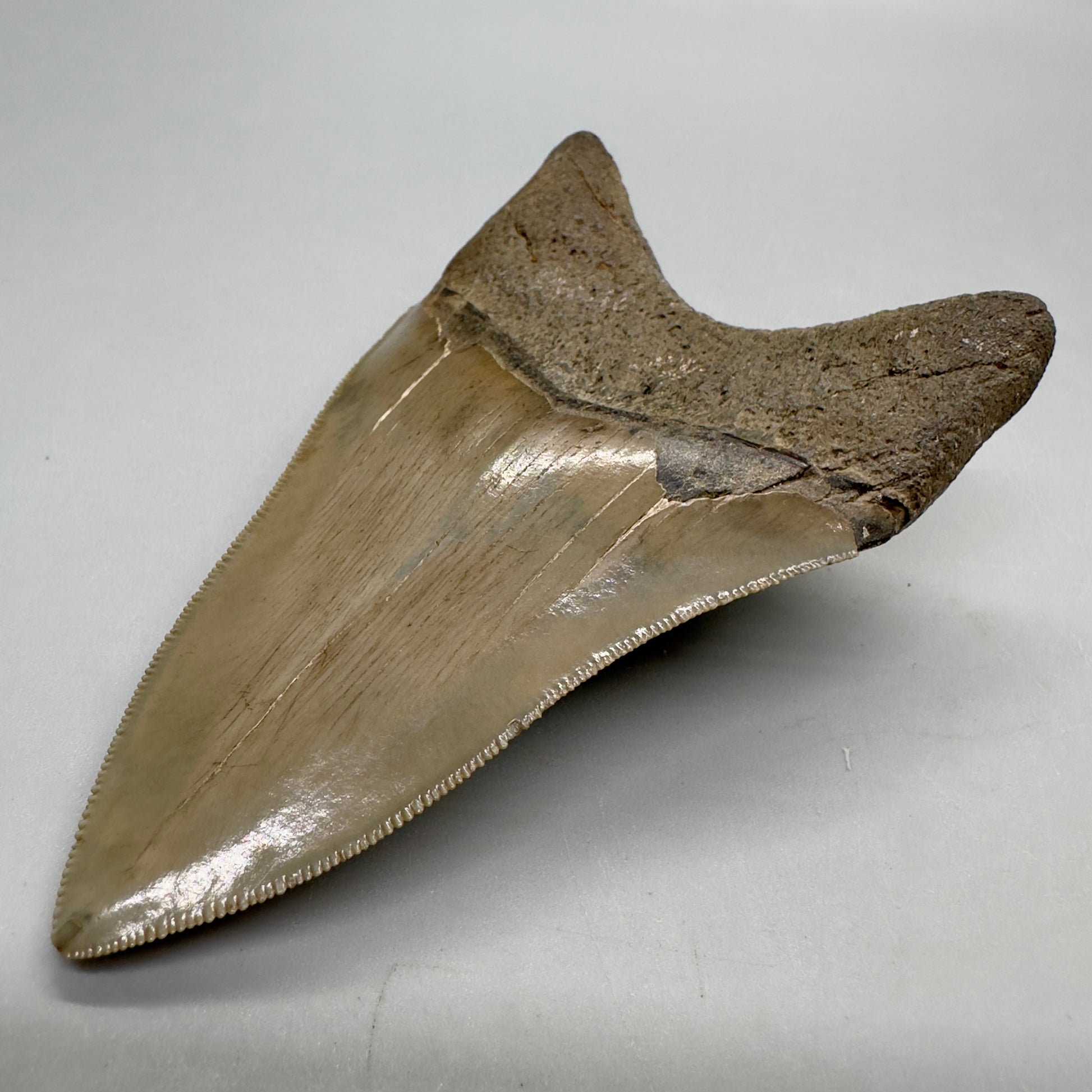 Colorful, high quality Lower 3.99" Fossil Megalodon Tooth from Georgia, USA MJ172 - Back Right