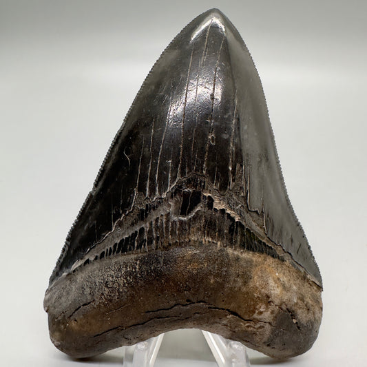 Jet Black, sharply serrated 4.36" Fossil Megalodon Tooth from Georgia MJ177 - Front