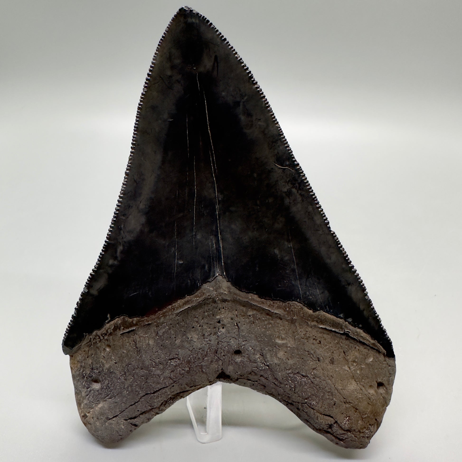 Jet Black, sharply serrated 4.36" Fossil Megalodon Tooth from Georgia MJ177 - Back