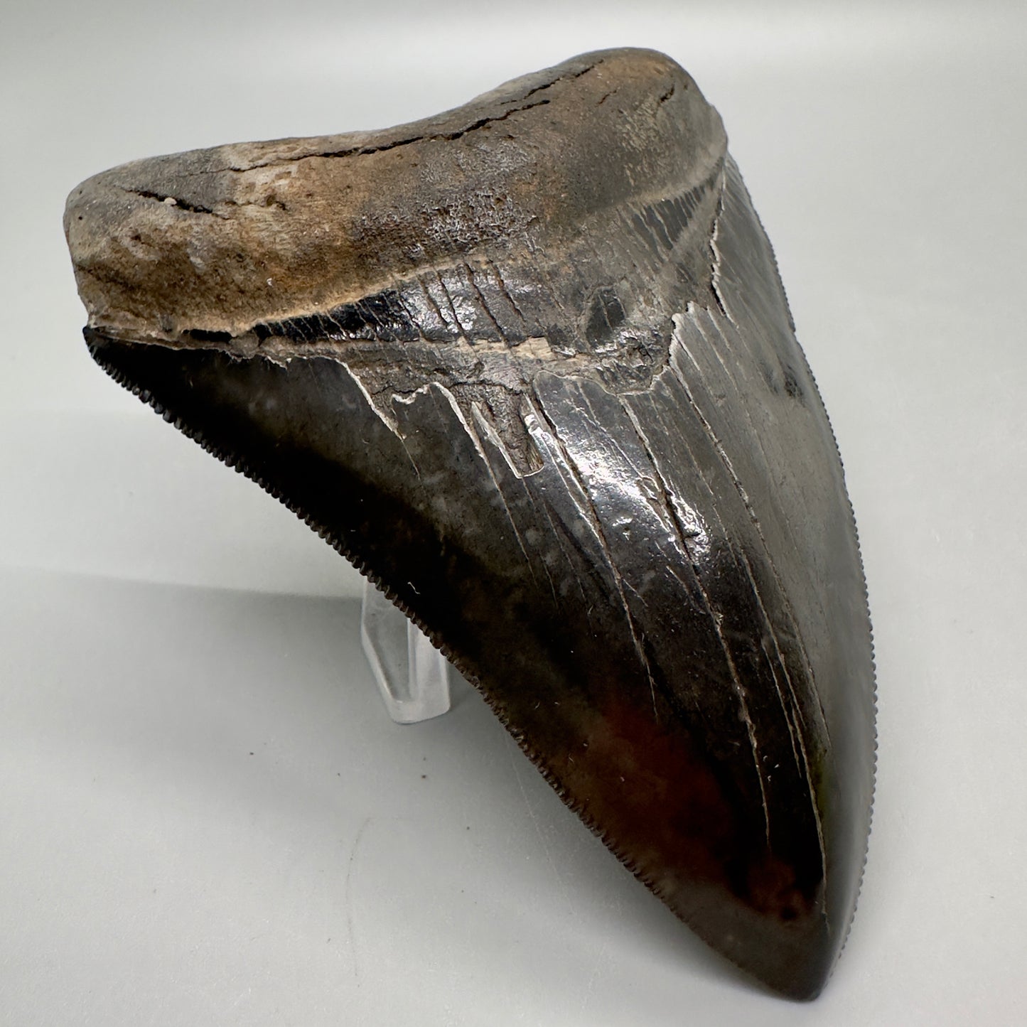 Jet Black, sharply serrated 4.36" Fossil Megalodon Tooth from Georgia MJ177 - Front Left