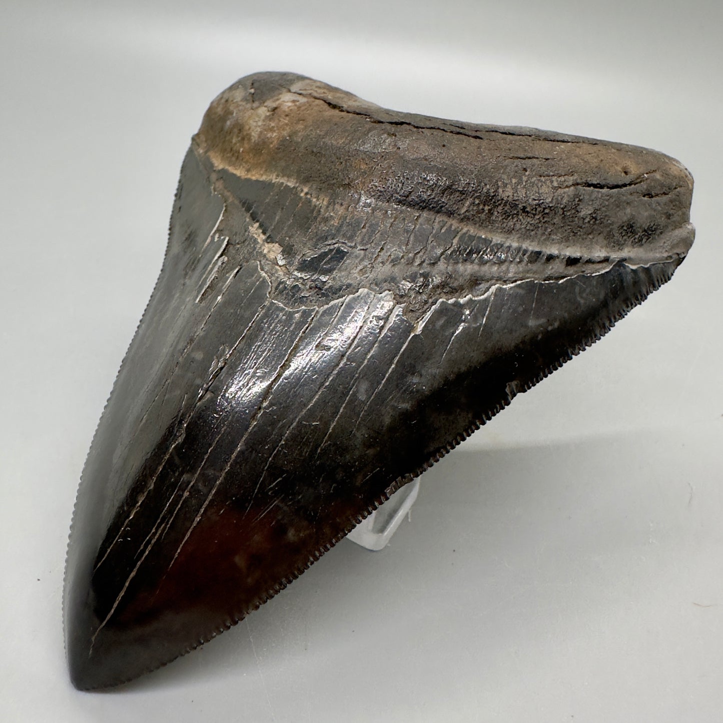 Jet Black, sharply serrated 4.36" Fossil Megalodon Tooth from Georgia MJ177 - Front Right