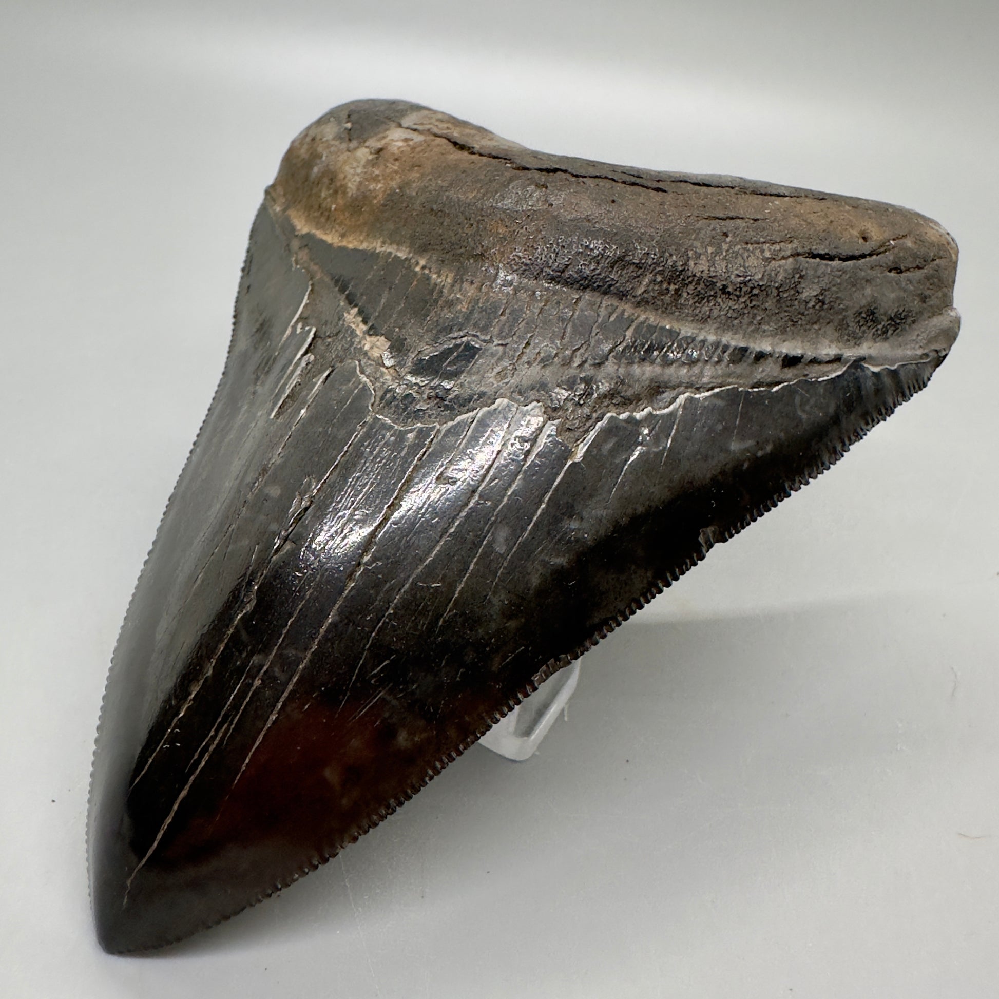 Jet Black, sharply serrated 4.36" Fossil Megalodon Tooth from Georgia MJ177 - Front Right