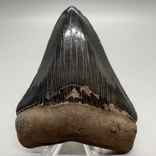 Colorful, high quality 3.51" Fossil Megalodon Tooth from Georgia, USA MJ170 - Front