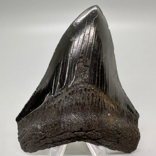 Jet Black, sharply serrated 3.86" Fossil Megalodon Tooth from Georgia, USA MJ175 - Front