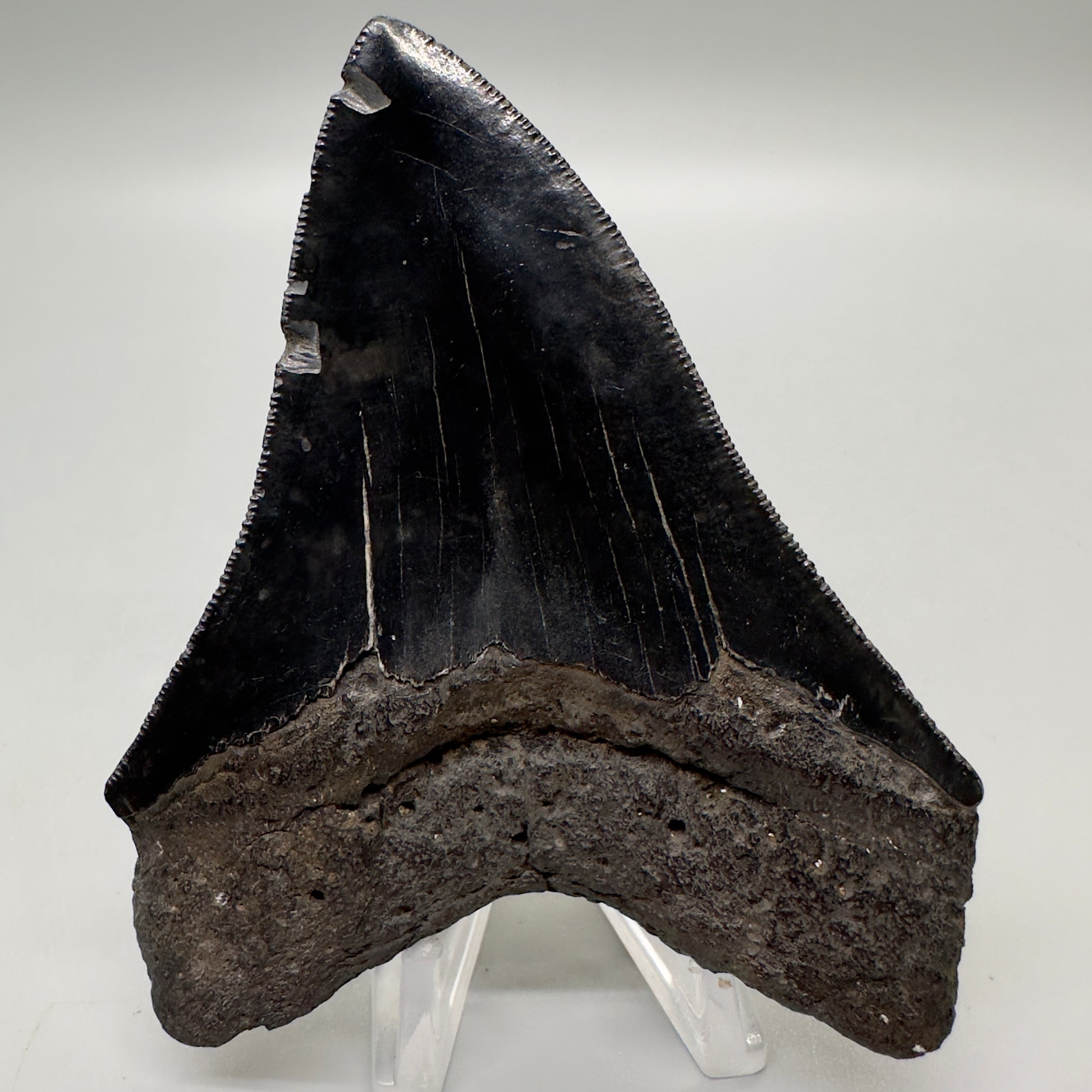 Jet Black, sharply serrated 3.86" Fossil Megalodon Tooth from Georgia, USA MJ175 - Back