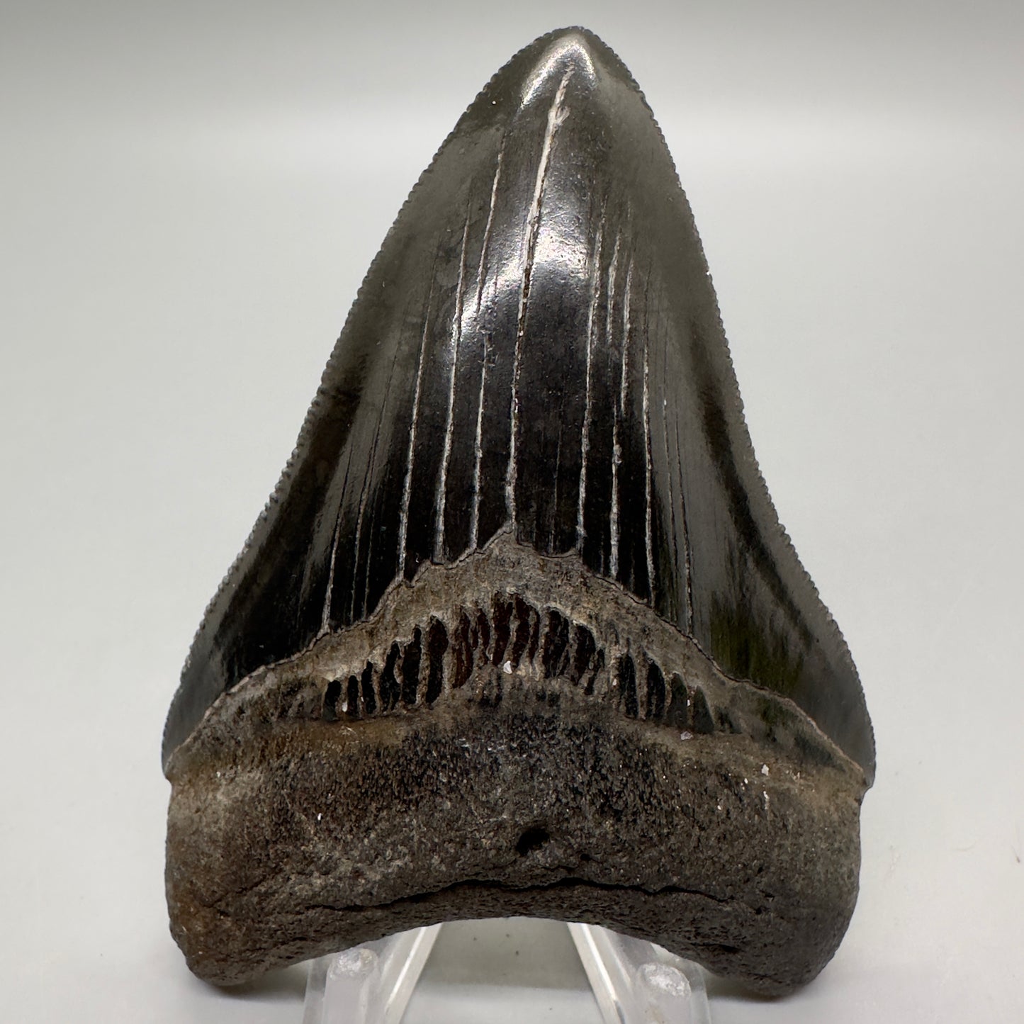 Dark colors, sharply serrated 3.68" Fossil Megalodon Tooth from Georgia, USA MJ173 - Front