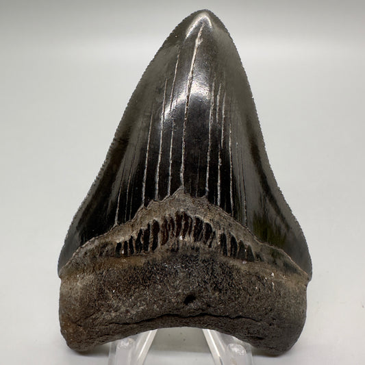 Dark colors, sharply serrated 3.68" Fossil Megalodon Tooth from Georgia, USA MJ173 - Front
